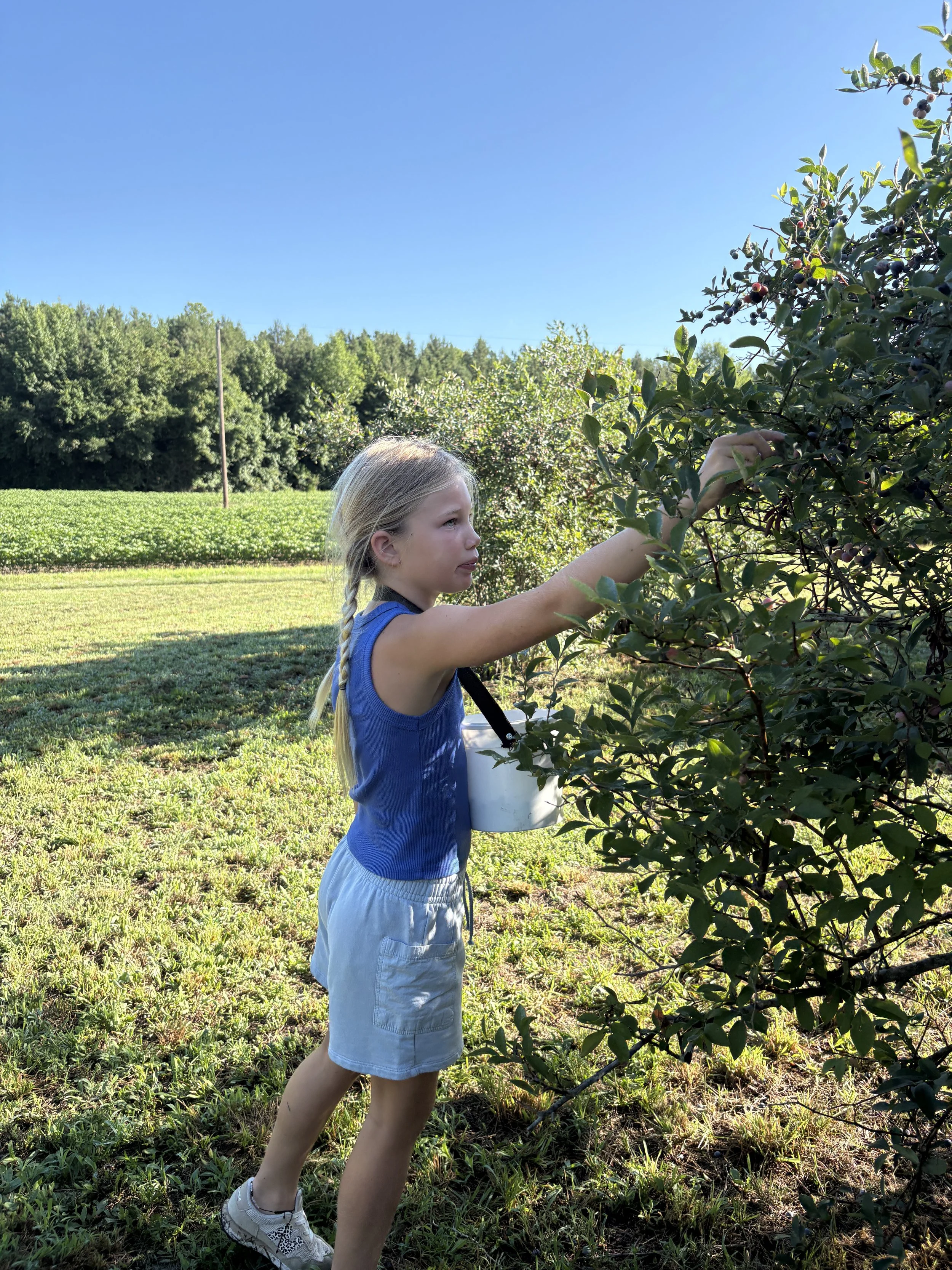 A young girl with blonde hair in a braid picking blueberries from a bush in an open field under a clear blue sky.