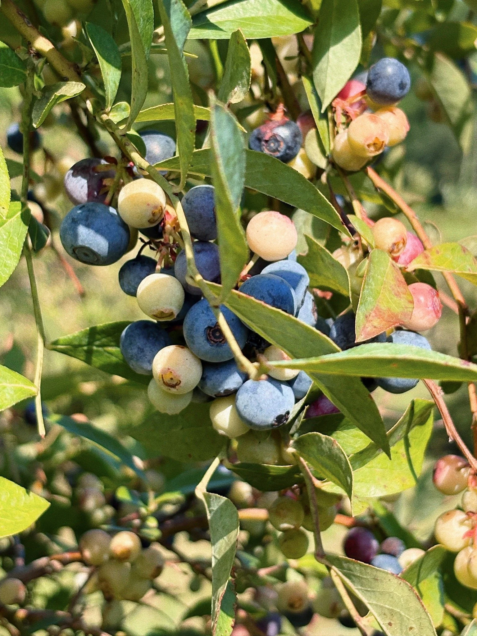 Close-up of blueberry bush with ripe and unripe blueberries among green leaves