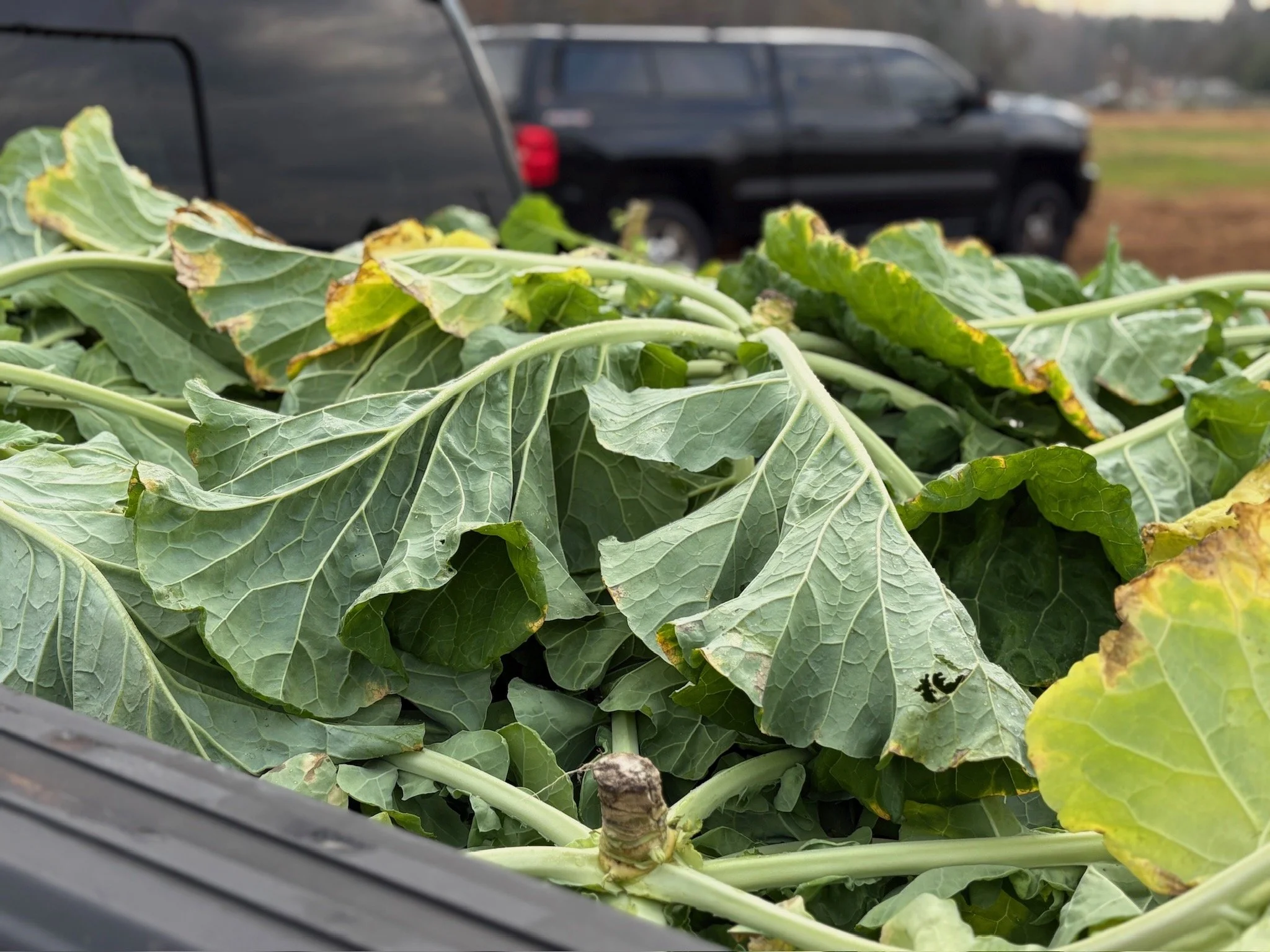 Fresh green leafy vegetables inside a black plastic container or bin, with a blurred background of parked cars and an outdoor setting.