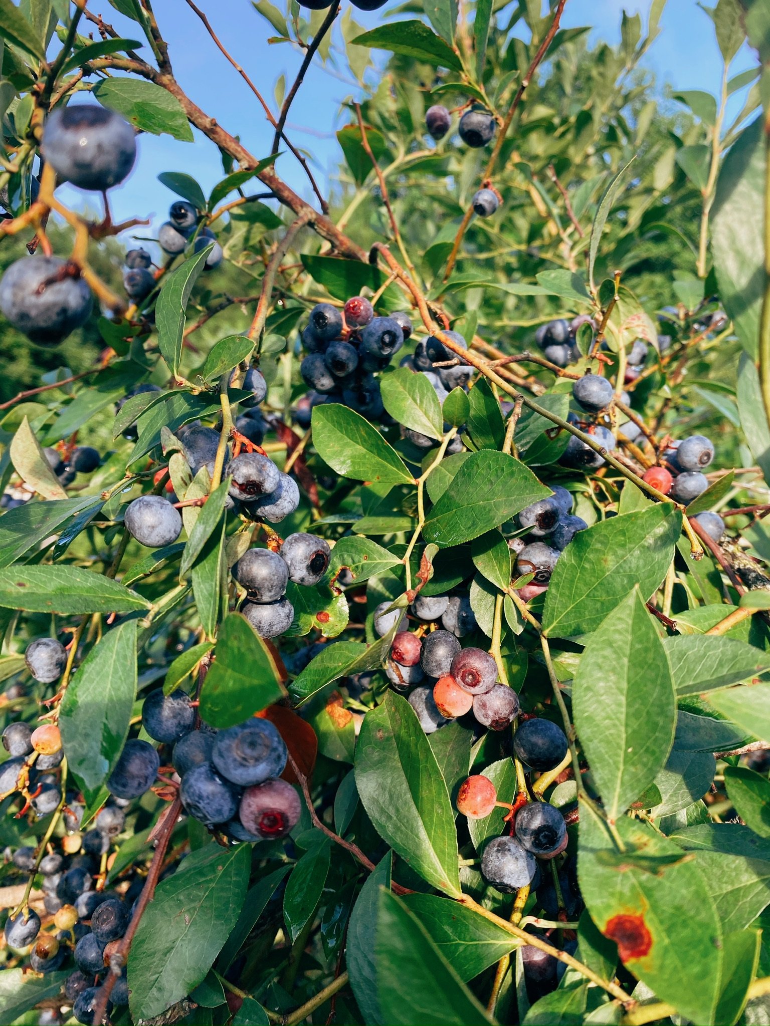 A close-up of blueberry bushes with ripe and unripe blueberries among green leaves under a blue sky.