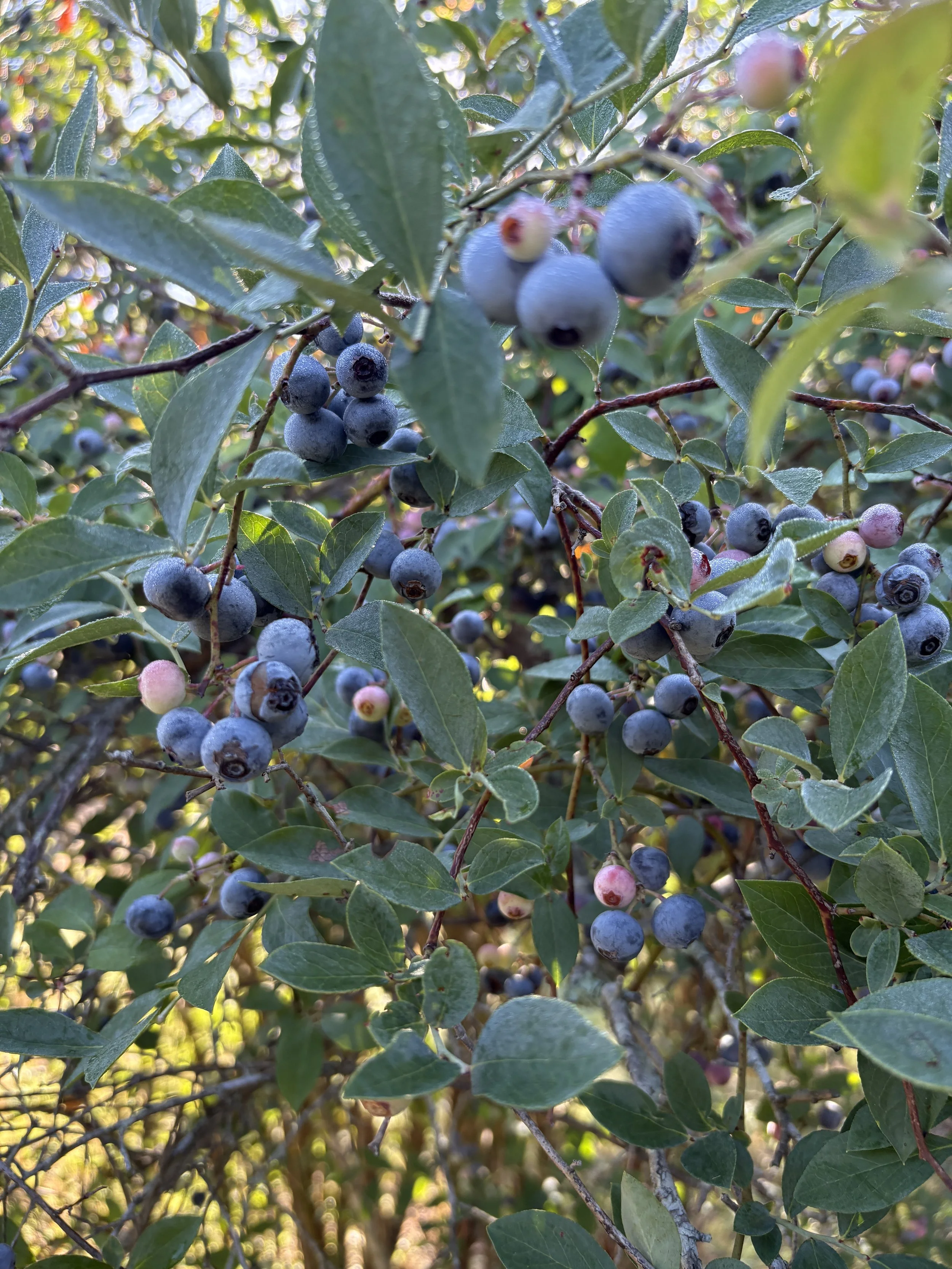 Close-up of a blueberry bush with ripe and unripe blueberries among green leaves in bright sunlight.