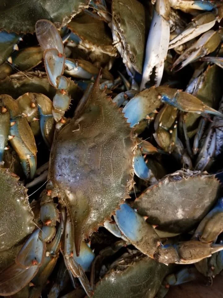 Close-up of multiple live crabs with blue-tinted claws and spiny sides.