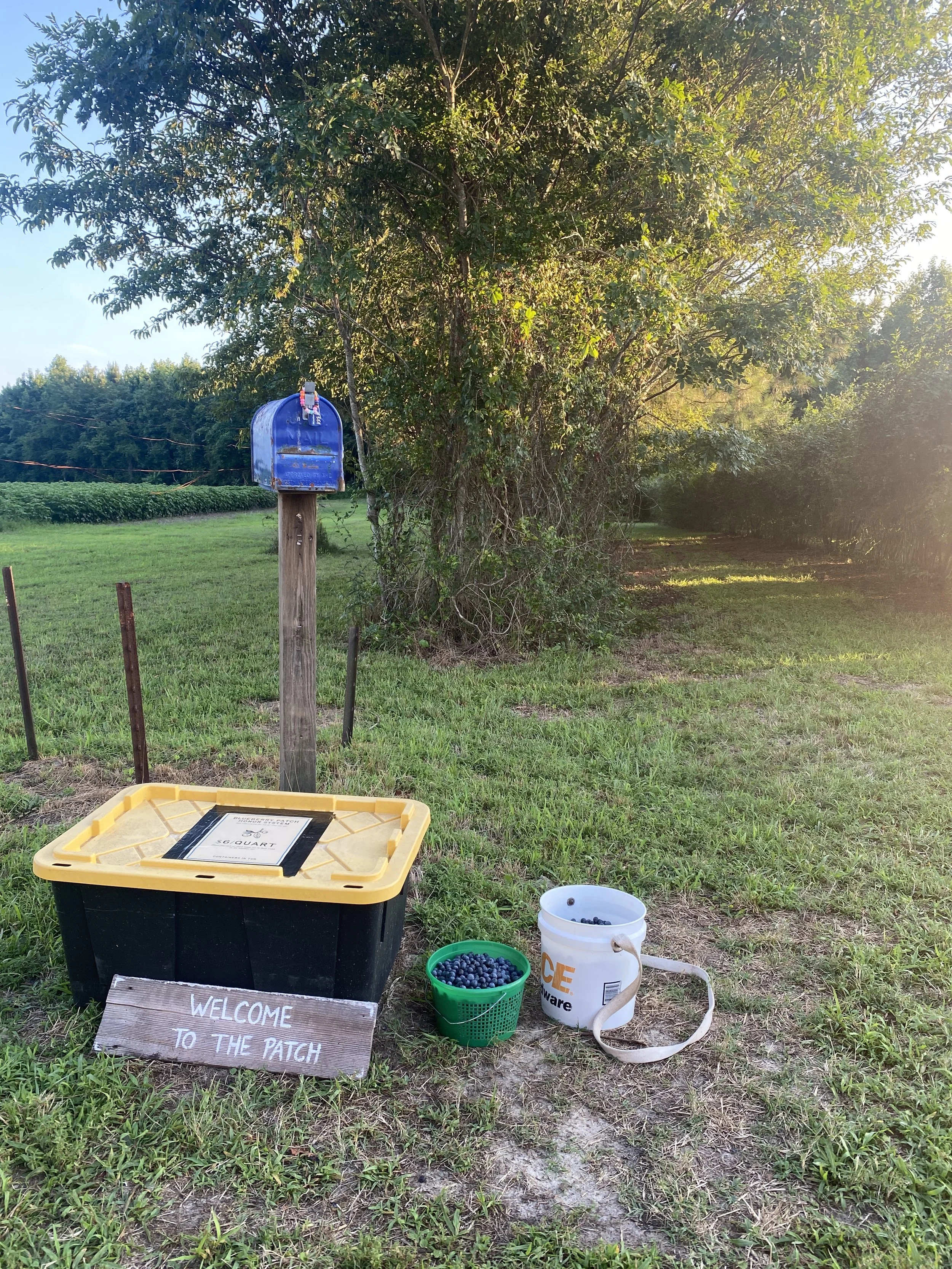 A patch area with a welcome sign, a yellow and black container of blueberries, buckets filled with blueberries, a white bucket, and a small sign that reads "Welcome to the Patch," with a wooden background. In the background, there are trees and a blu