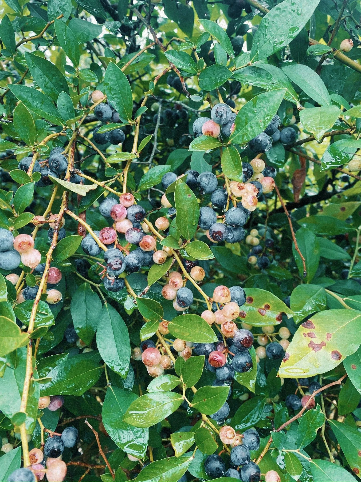 Green shrub with clusters of ripening blueberries, some ripe and some unripe, surrounded by wet green leaves.