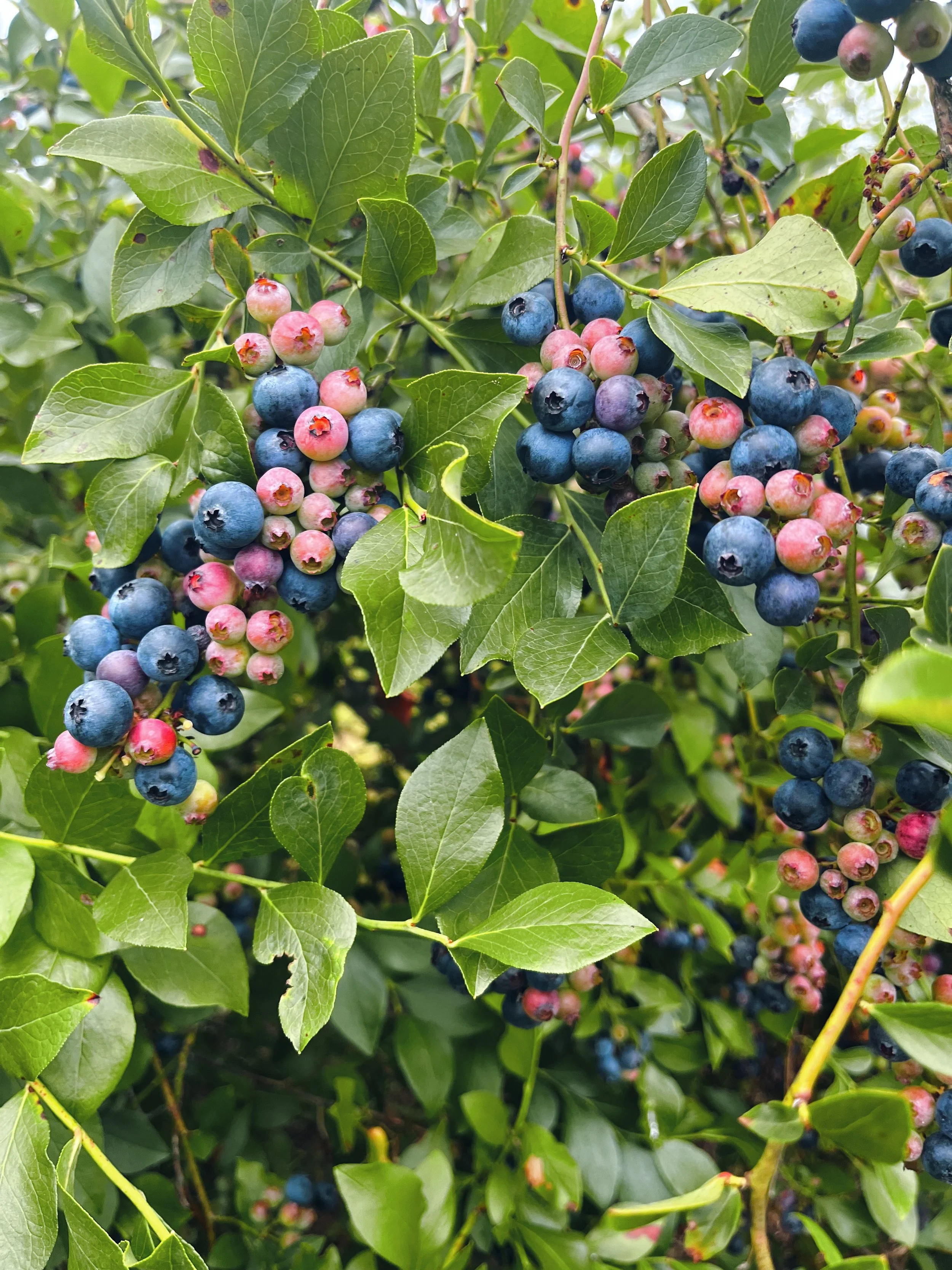 Close-up of blueberry bushes with clusters of ripe and unripe blueberries among green leaves.