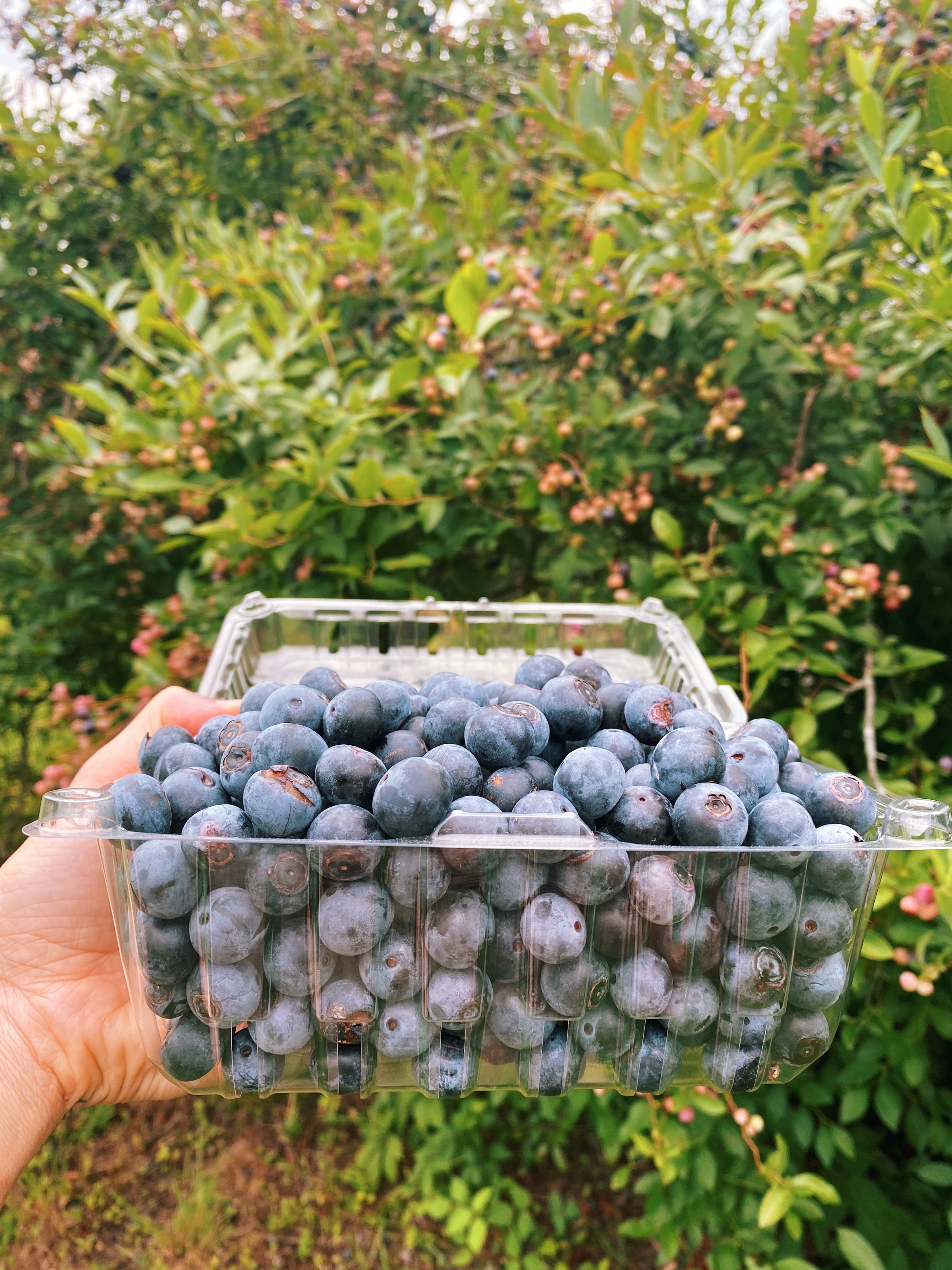 A hand holding a clear plastic container filled with blueberries outdoors, with a background of green shrubbery and pink flowers.