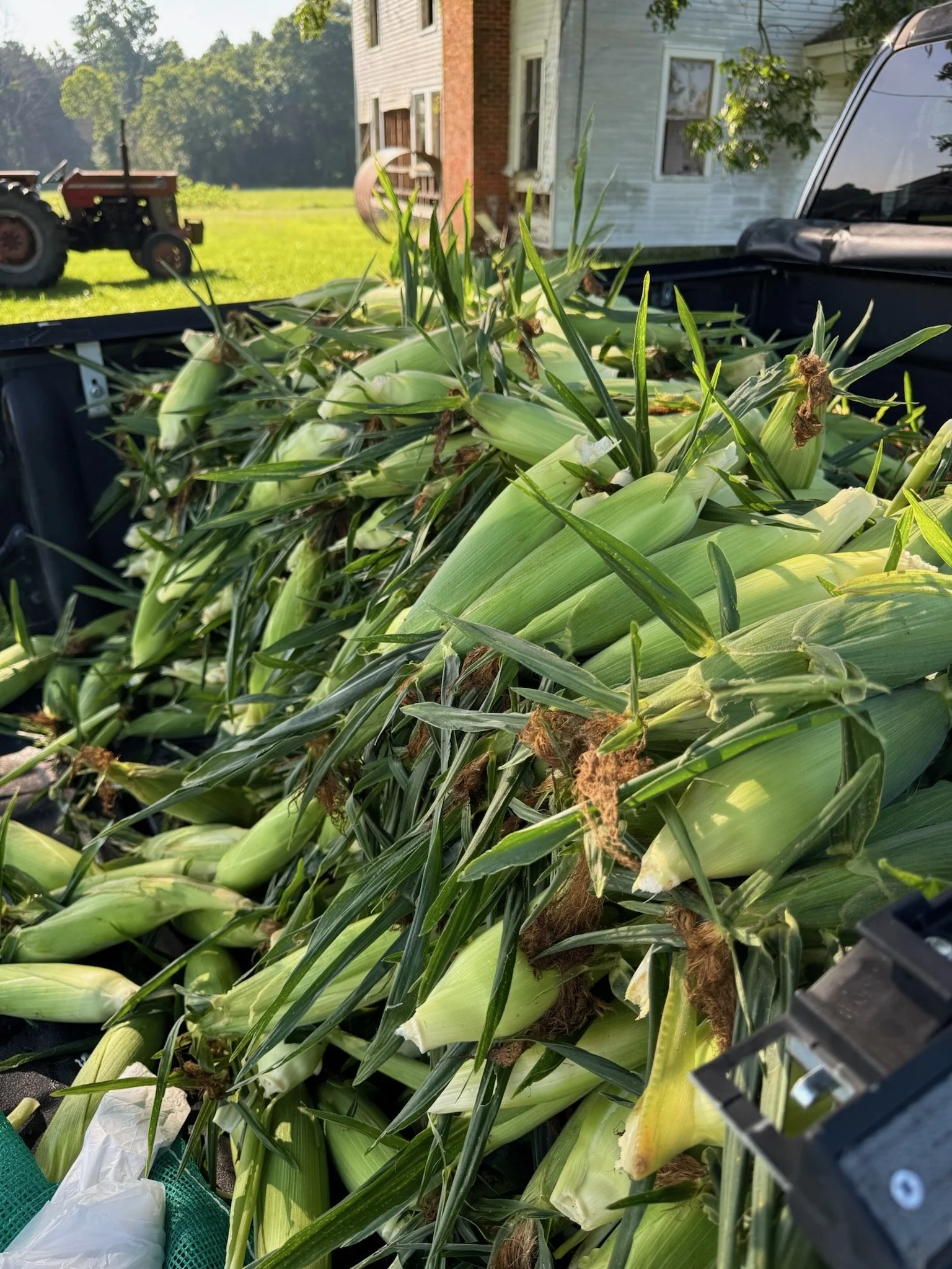 Corn stalks in the back of a truck bed with some debris and trash, with a farm scene and barn in the background.