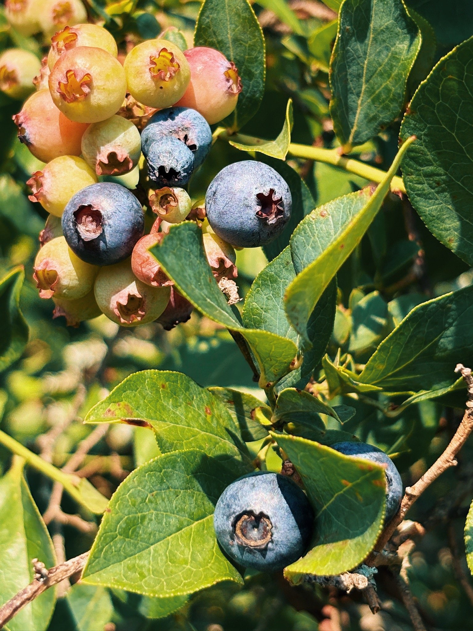 Close-up of blueberries on a bush, with some ripe and some unripe, surrounded by green leaves.