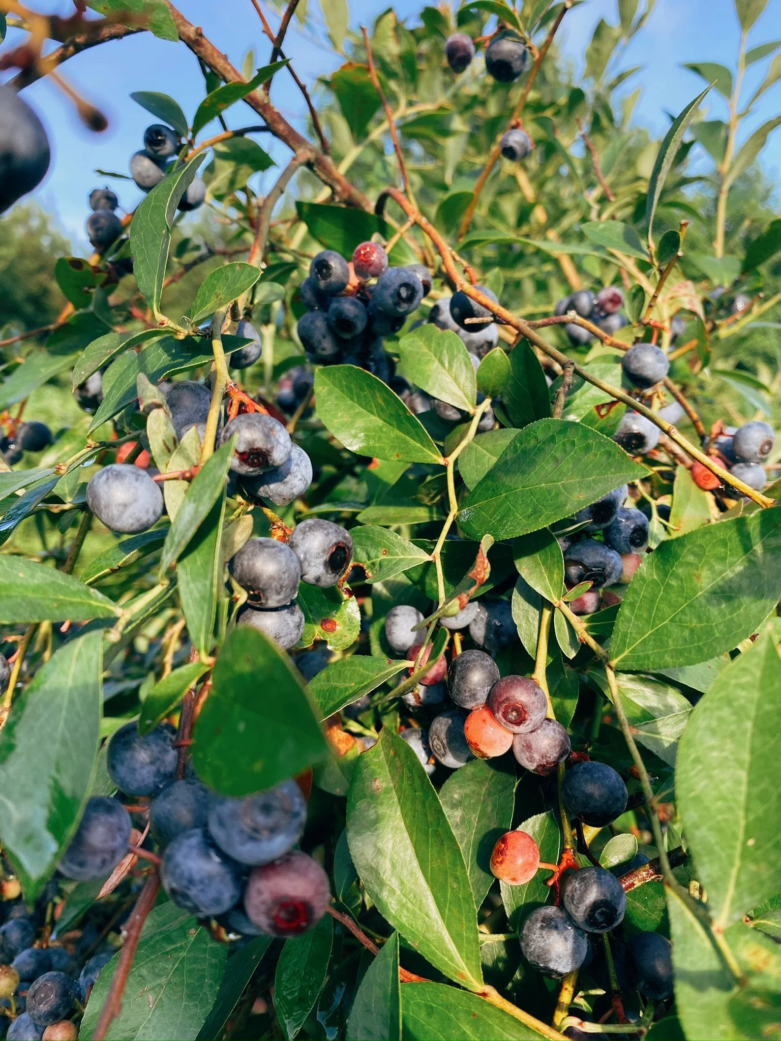 Close-up of blueberry bush with ripe and unripe blueberries among green leaves under a clear blue sky.