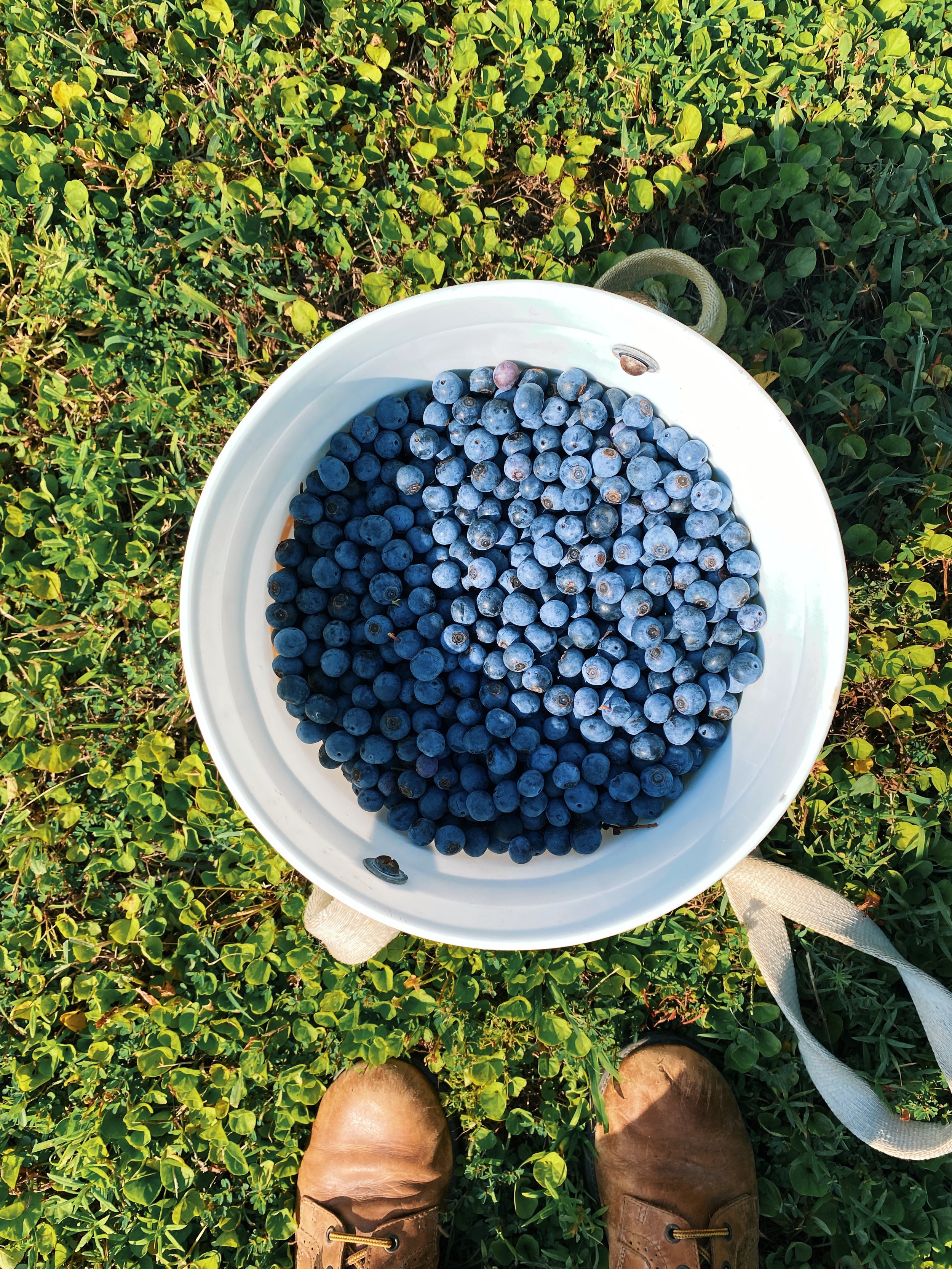 A white bucket filled with blueberries resting on green grass. The person's brown shoes and legs are visible at the bottom of the image, indicating they are standing over the bucker and grass.