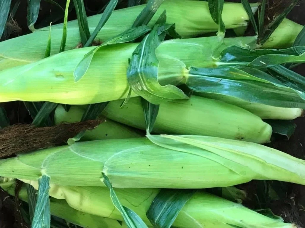 A close-up of fresh, harvested corn with green husks and leaves still attached.