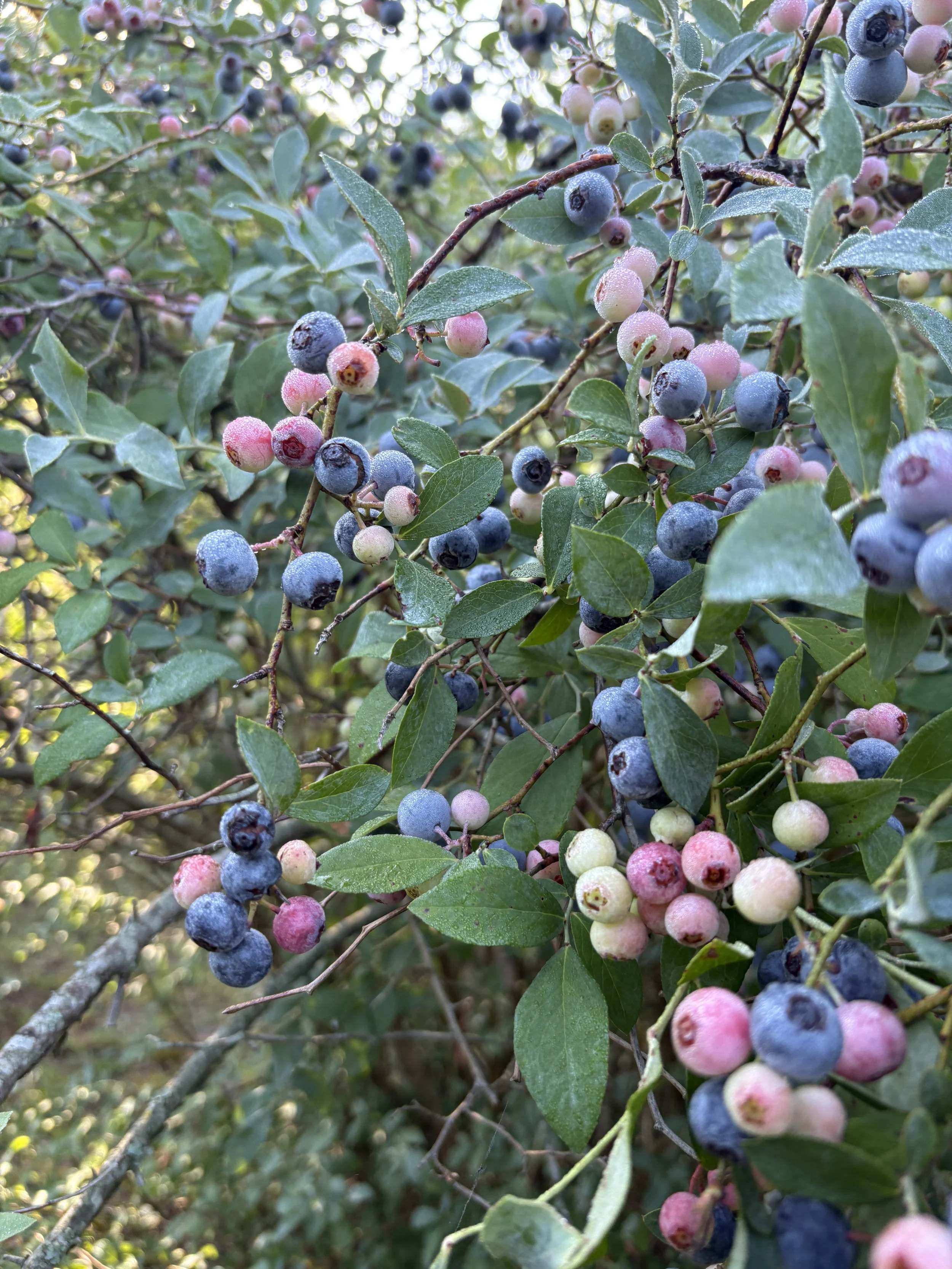 Close-up of blueberry bushes with ripe, unripe, and semi-ripe blueberries covered in morning dew.