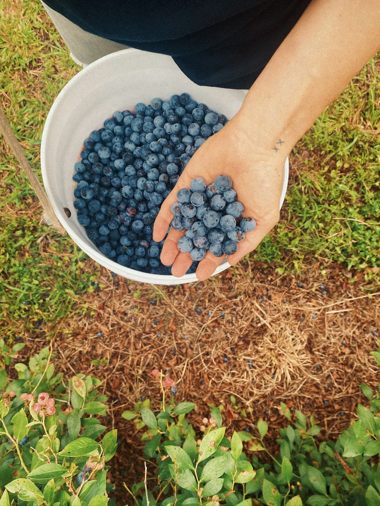 A person's hand holding blueberries over a white bowl, with some blueberries on the ground below. The ground has patches of grass and small plants.
