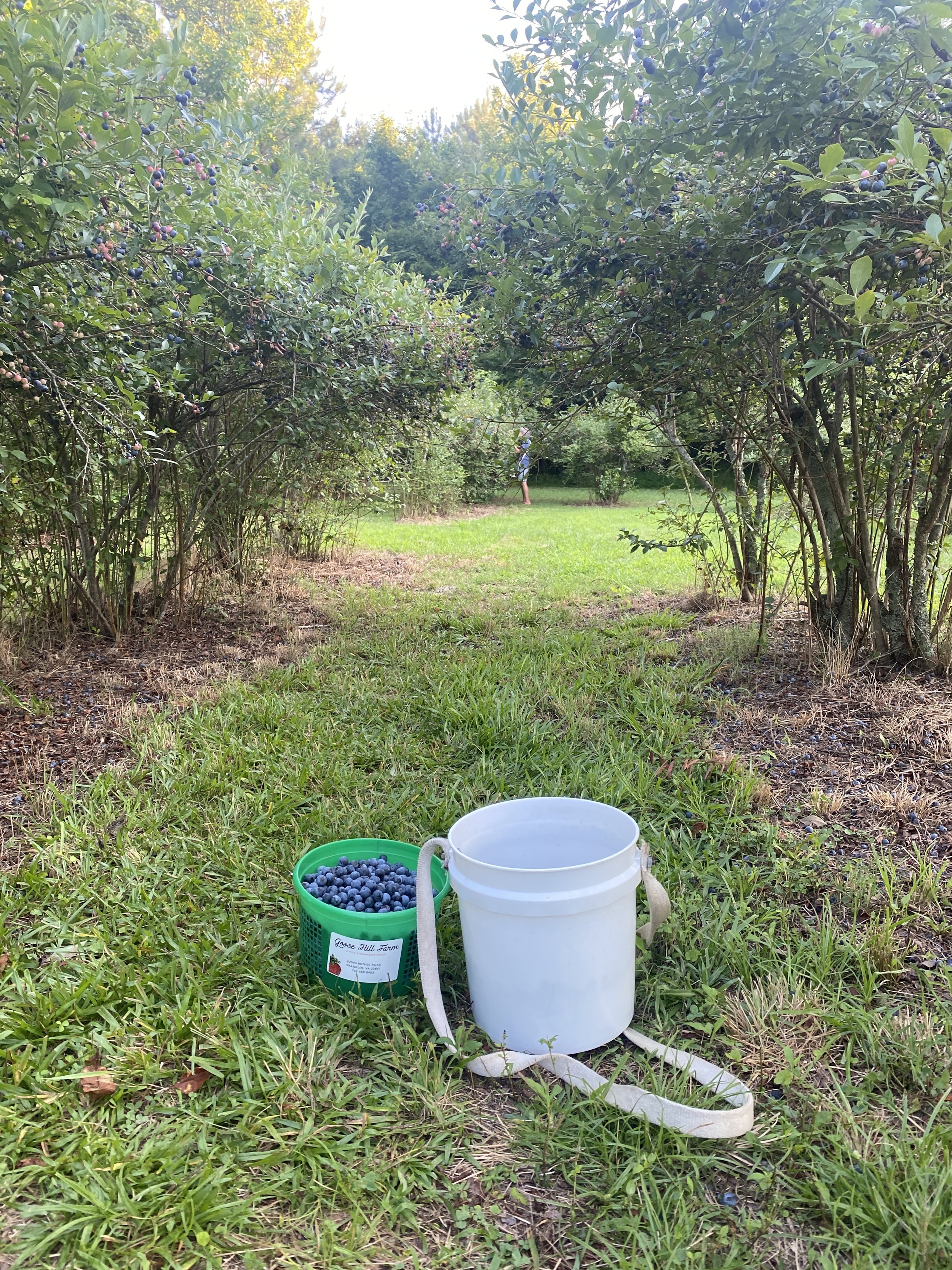 A view from the ground of blueberry bushes with ripe and unripe berries, a person in the background picking blueberries, and a white bucket and a green basket filled with blueberries in the foreground on a grassy field.