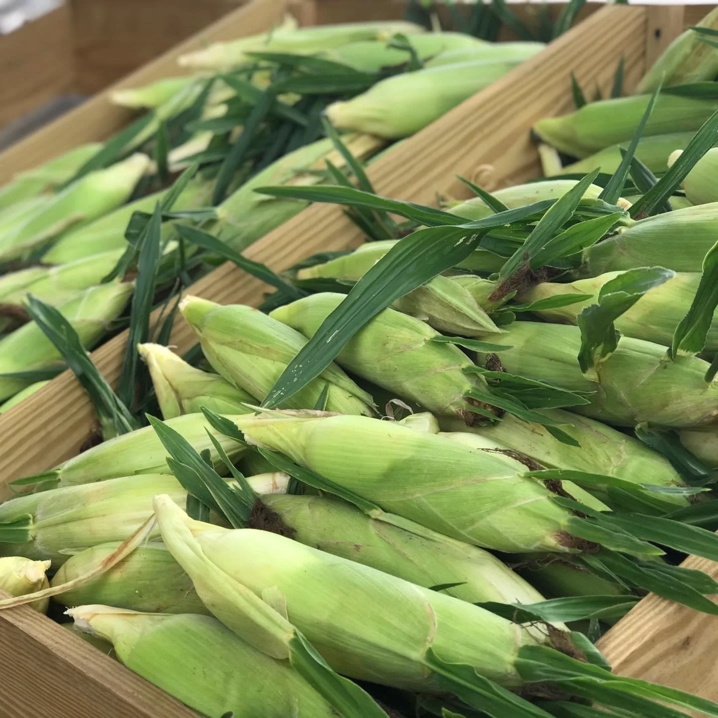 Fresh ears of corn with green husks and leaves in a wooden crate.