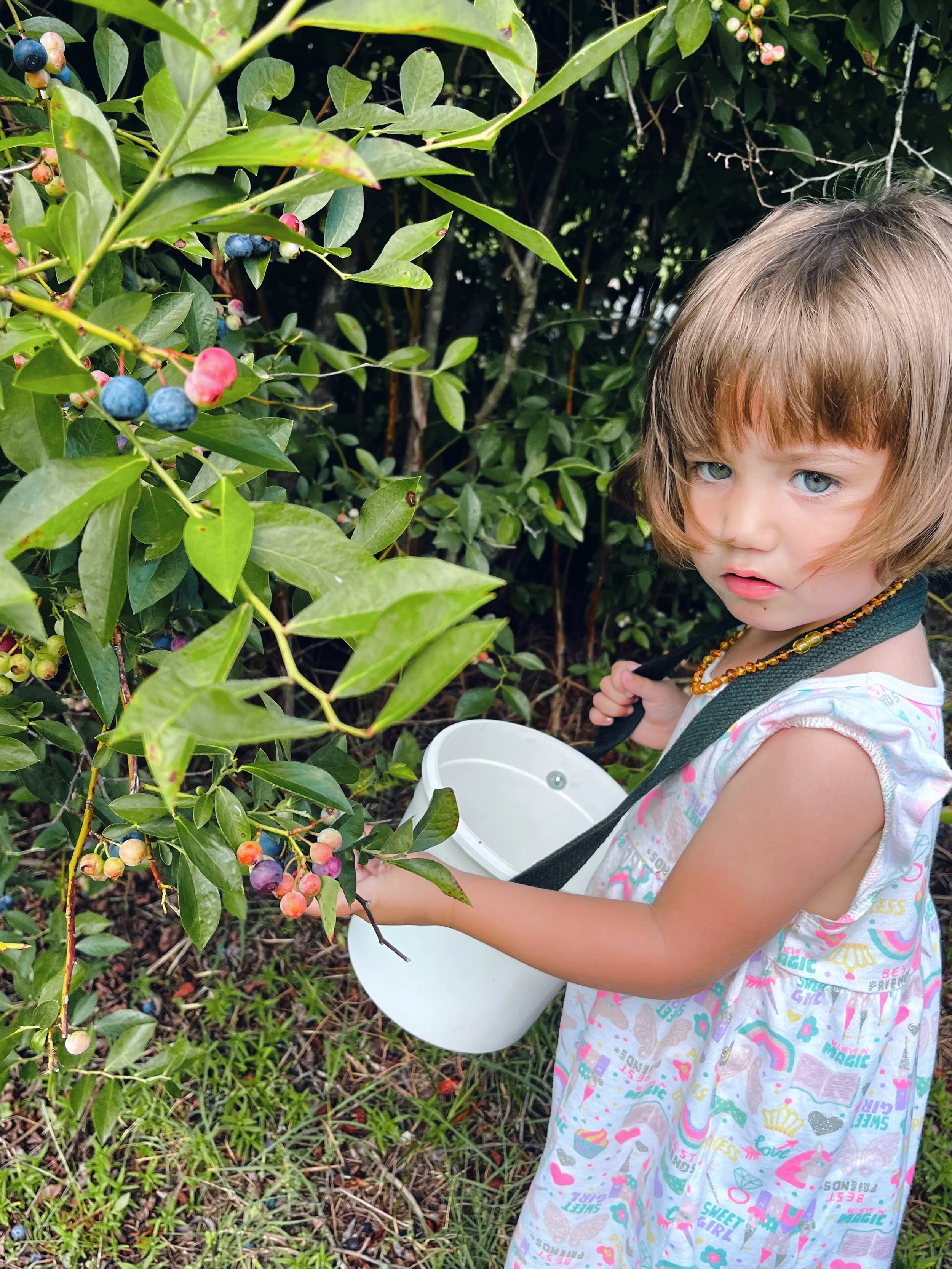 A young girl with short light brown hair and blue eyes picking blueberries from a bush. She is holding a white bucket and is dressed in a colorful, patterned dress with various words and images. The background consists of dense green foliage.