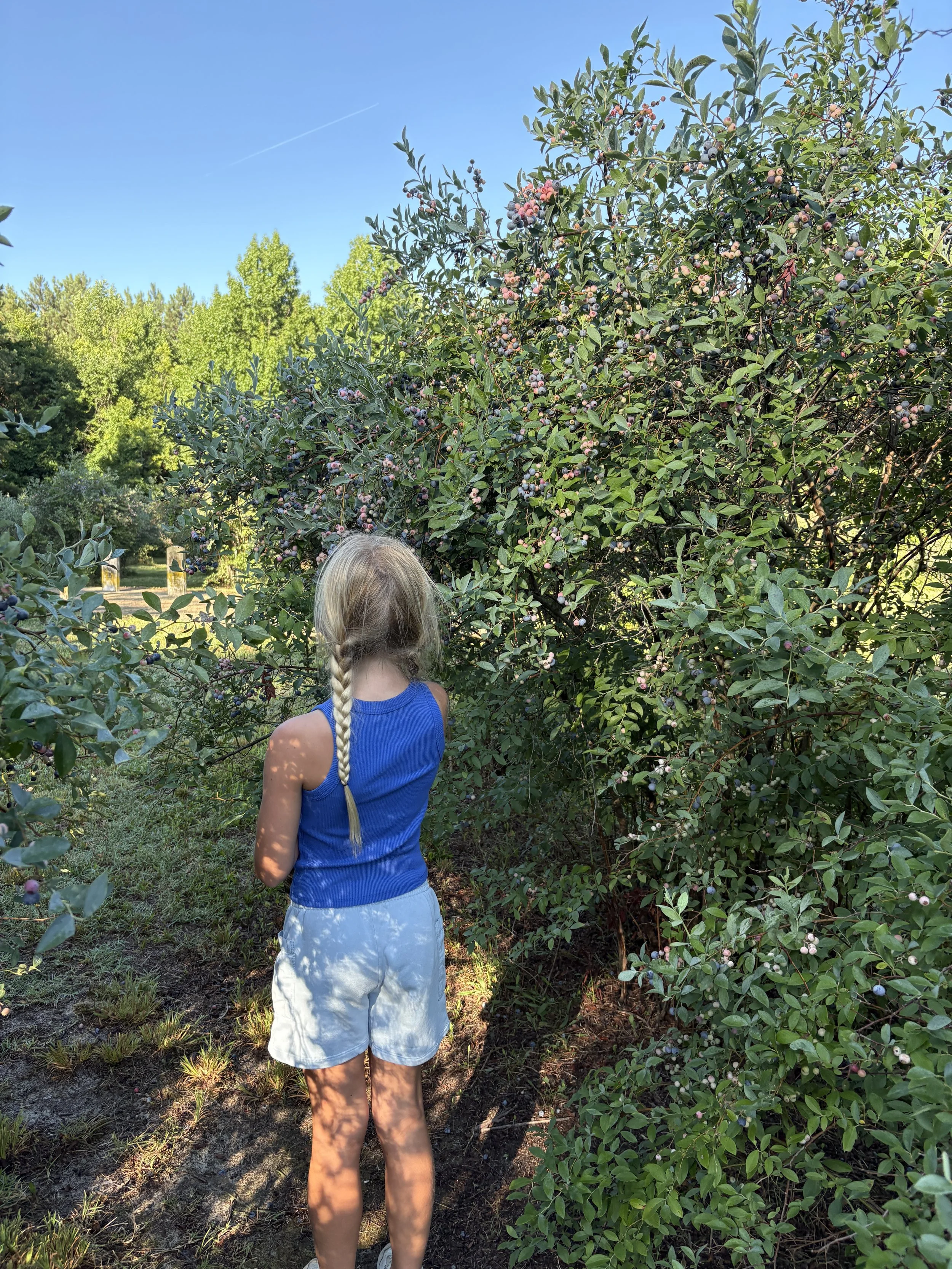 A girl with long blonde hair tied in a braid, wearing a blue sleeveless top and white shorts, stands outdoors facing a large blueberry bush. The sky is clear with a few clouds, and lush green trees are in the background.