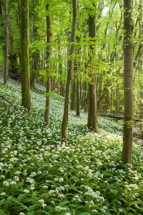 Into the wild day retreat at Rossnaree