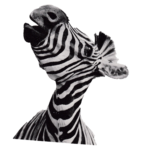 Zebra.png
