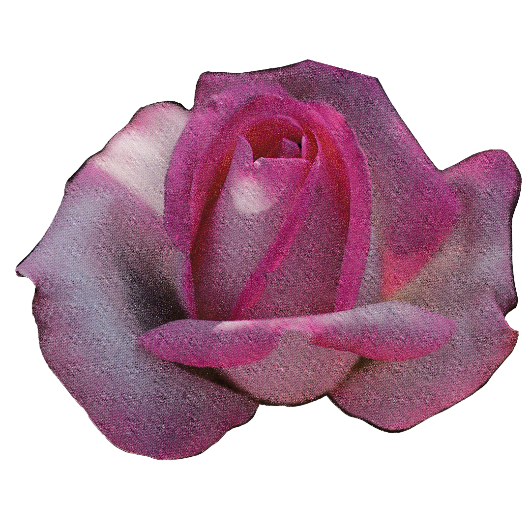 PinkRose.png