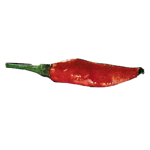 ChiliPepper.png