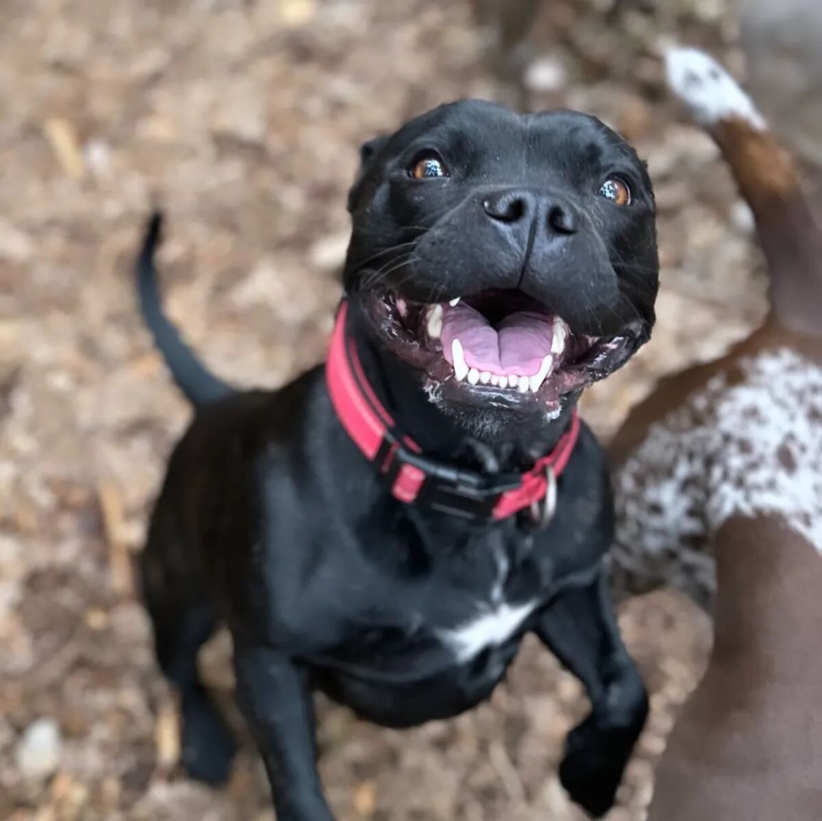 I'm Lola the Staffy. You always have to be photo ready with @nathanielspawpals . Here's a snippet of my portfolio. What is your favourite pic?

#dogchic #staffy #doglovers #croydonwalks #croydondogwalker #croydondogs #doglovers #doglife #dogs #dogsof