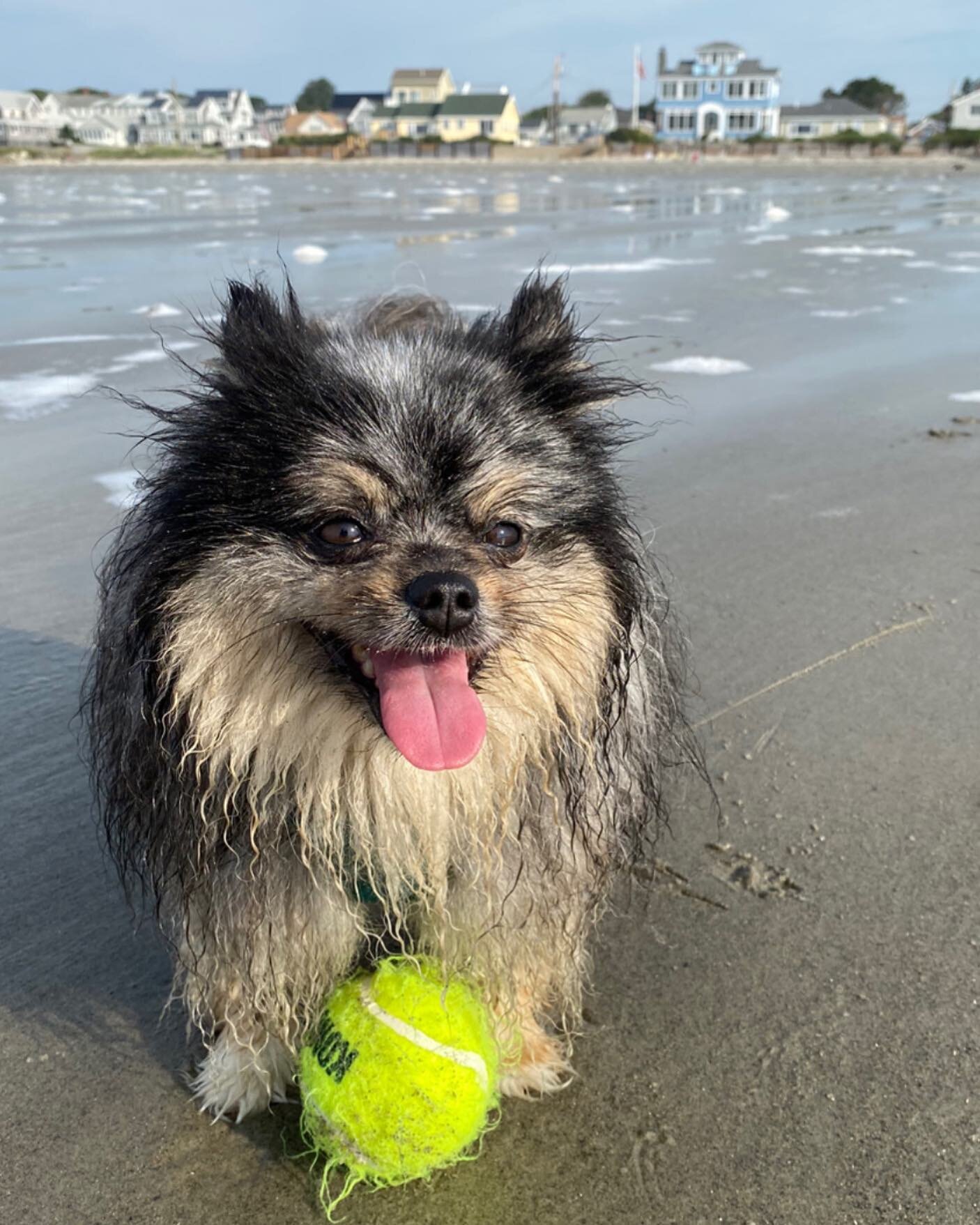 #pomeranian #pomeranians #pomeranianworld #instapom #pomstagram #merle #bluemerle #merlepomeranian #beach #higginsbeach #maine #vacation #monday #ballislife #tot #happydog #dogmom #dogdad #dogtrainer #dogtraining #bostondogtrainer #offleash