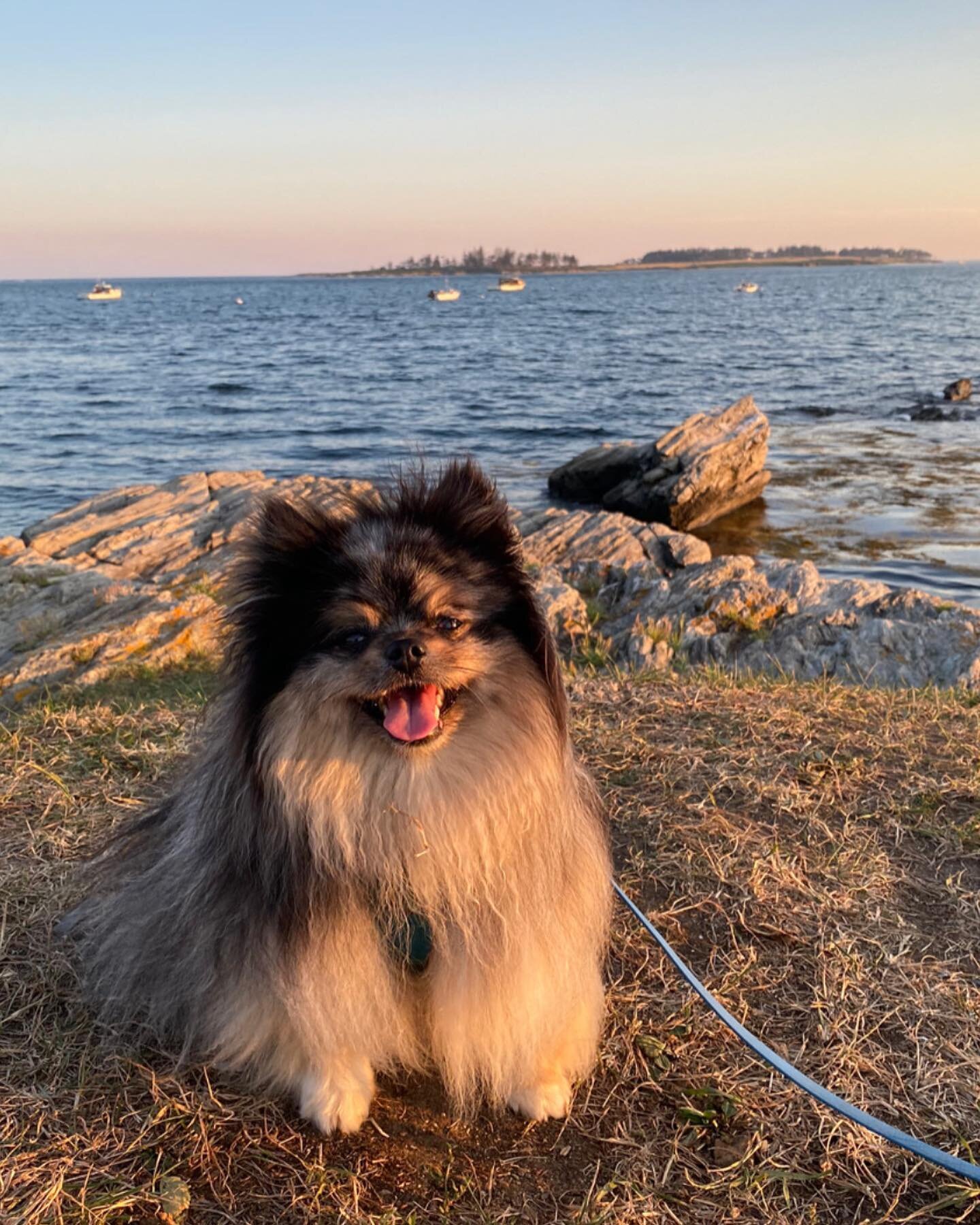 Mi amors + beautiful Cape Elizabeth sunset. 

#pomeranian #pomeranianworld #pomeranianpuppy #merle #bluemerle #merlepomeranian #vacation #vaca #capeelizabeth #beach #sunset #sunsets #doglover #dog #dogsofinstagram