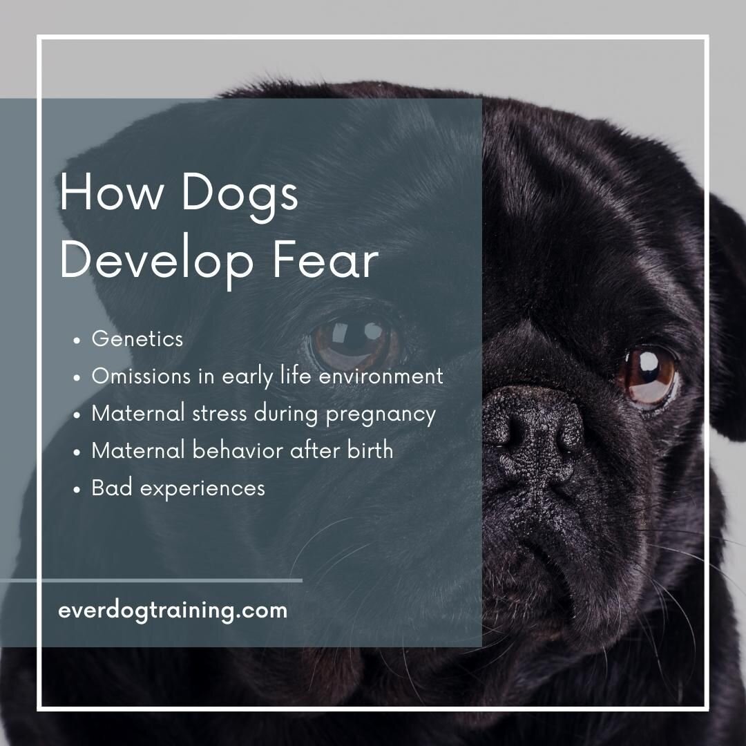 Dogs develop fear five ways.  Three of the five ways are attributed to parentage. The remaining two are caused by life early experiences and environment, which dog guardians have limited control over. If you've ever felt guilty about causing your dog