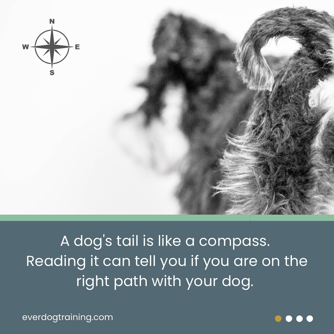 A client once told me that she uses her dog's tail as a compass to determine how her dog is feeling. I thought that was a brilliant analogy and wanted to share it with our Everdog friends.  Here are some of our favorite resources if you're interested