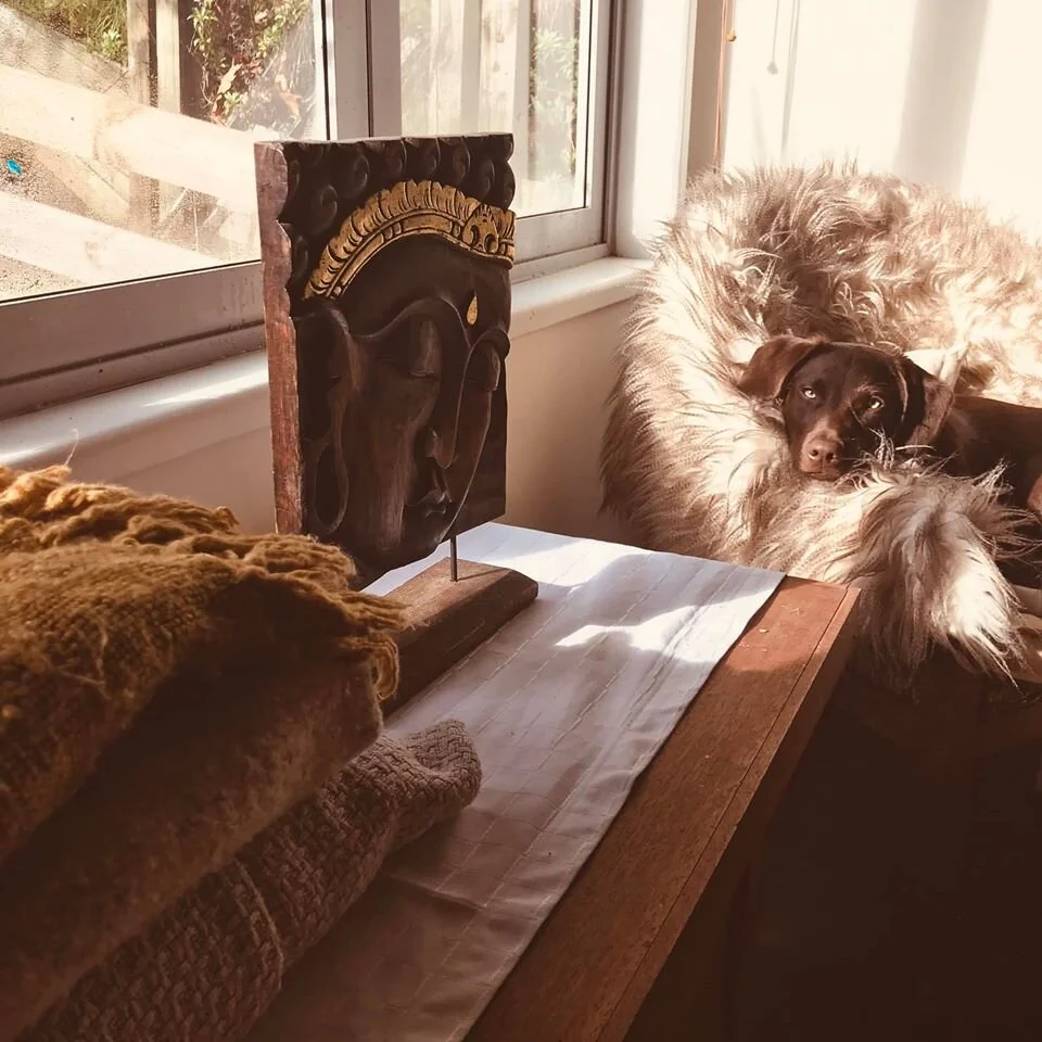 Studio manager — Bella the Labrador Kelpie.