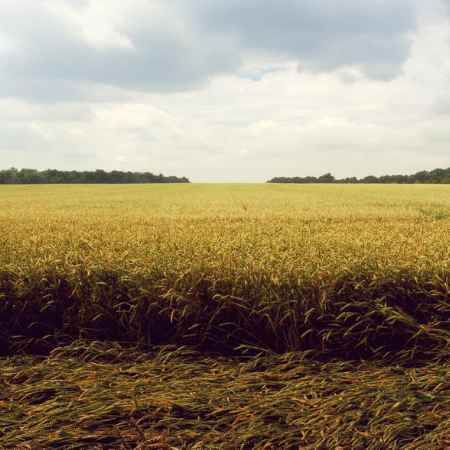 Tales from the Field