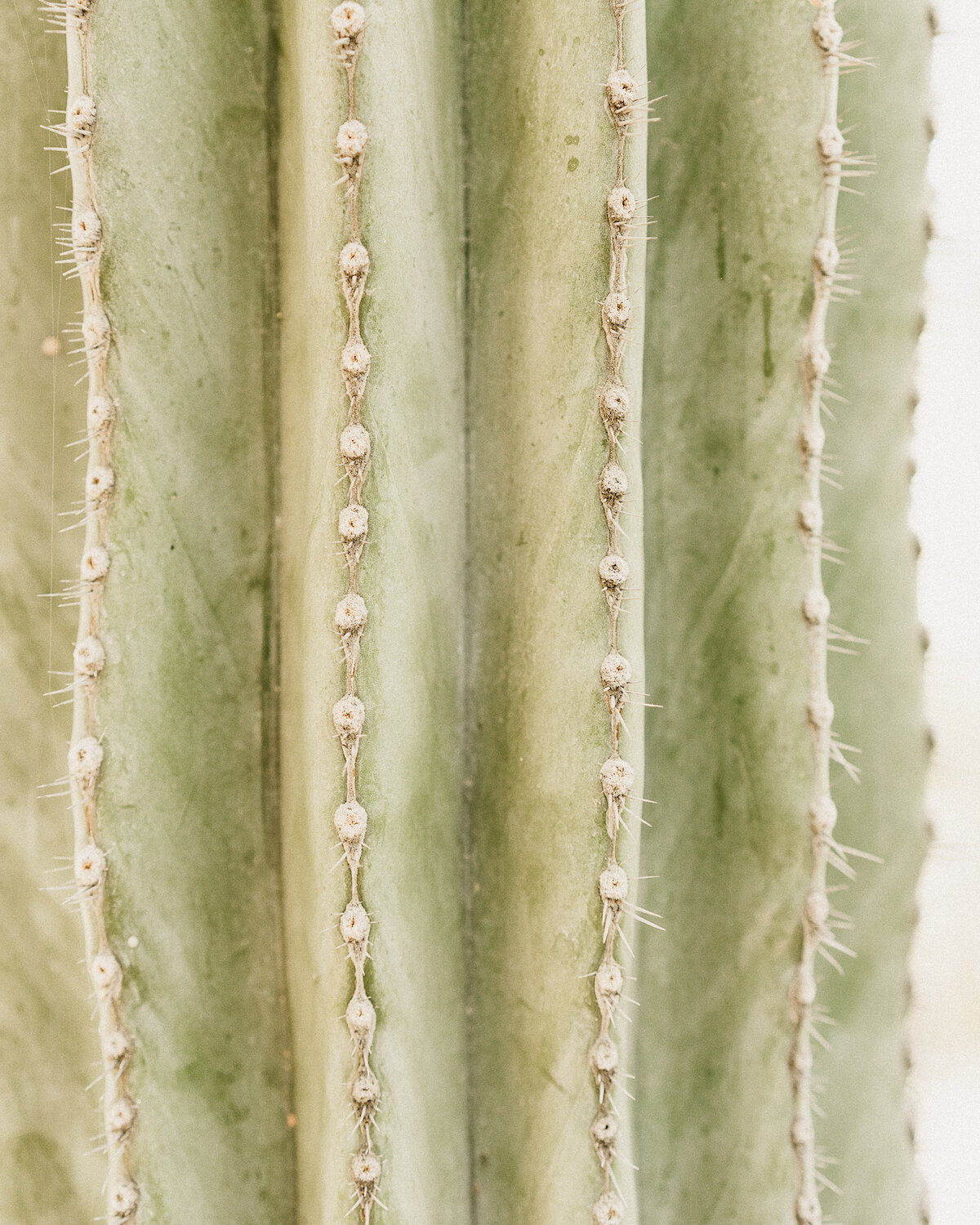 CACTUS1_8x10.jpg