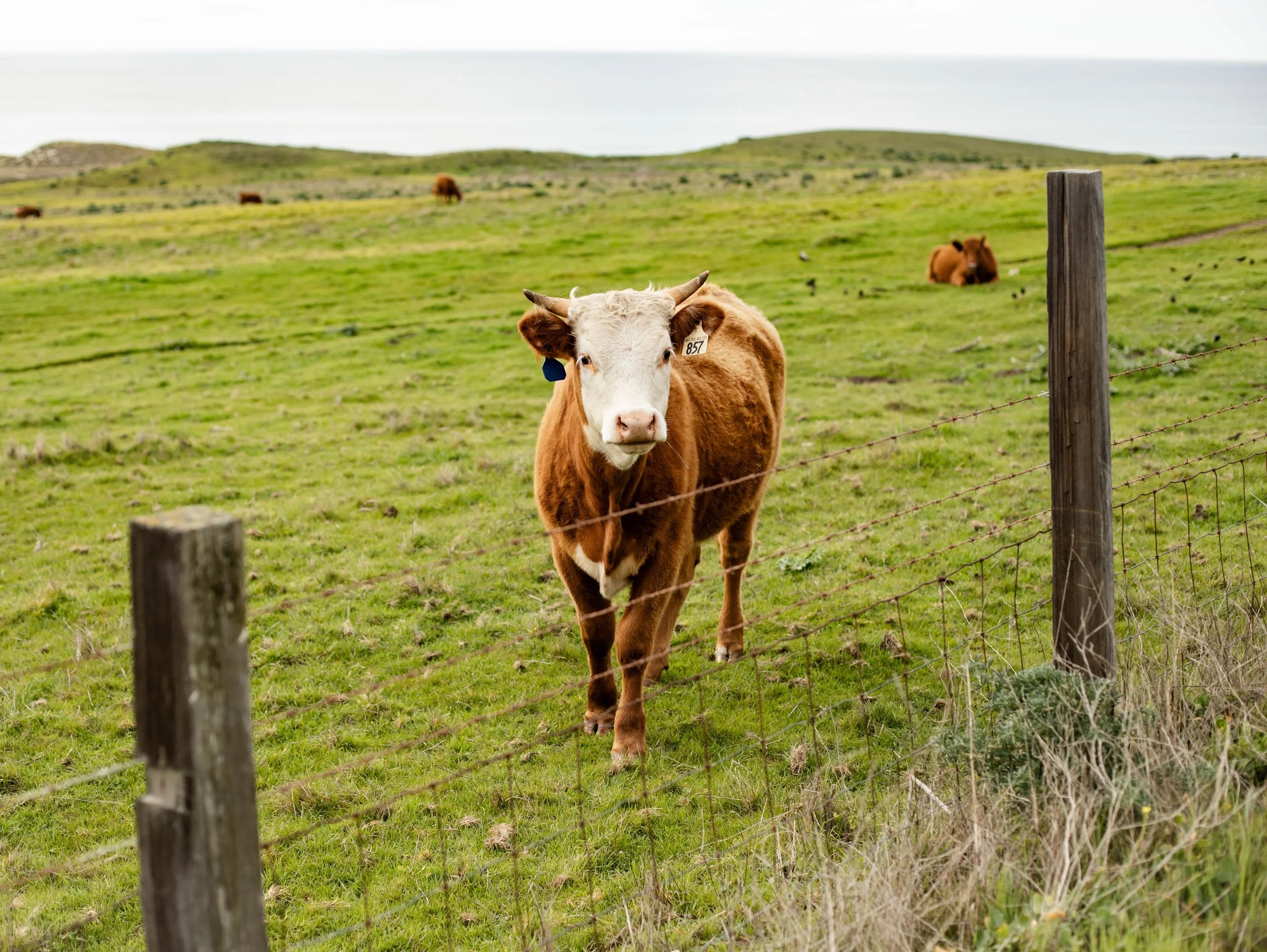 coastal cows grazing in Big Sur, California

#bigsur #california #farmlife #nature #landscapephotography