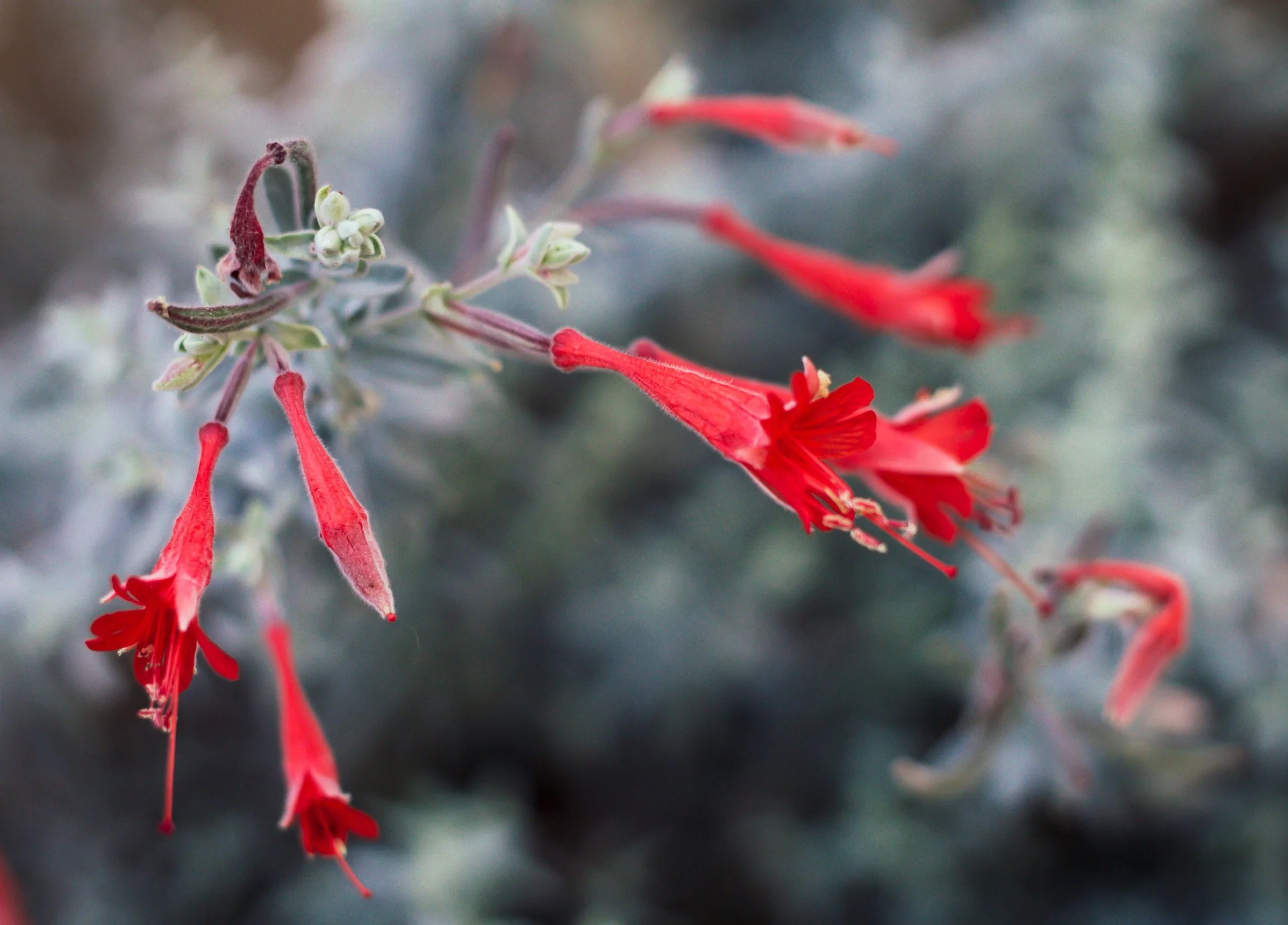 california fuchsia, aka &ldquo;epilobium canum&rdquo; or &ldquo;zauschneria,&rdquo; a type of willowherb in the evening primrose family. endemic to North America (California, especially), particularly habitats such as chaparral and dry slopes

#flowe