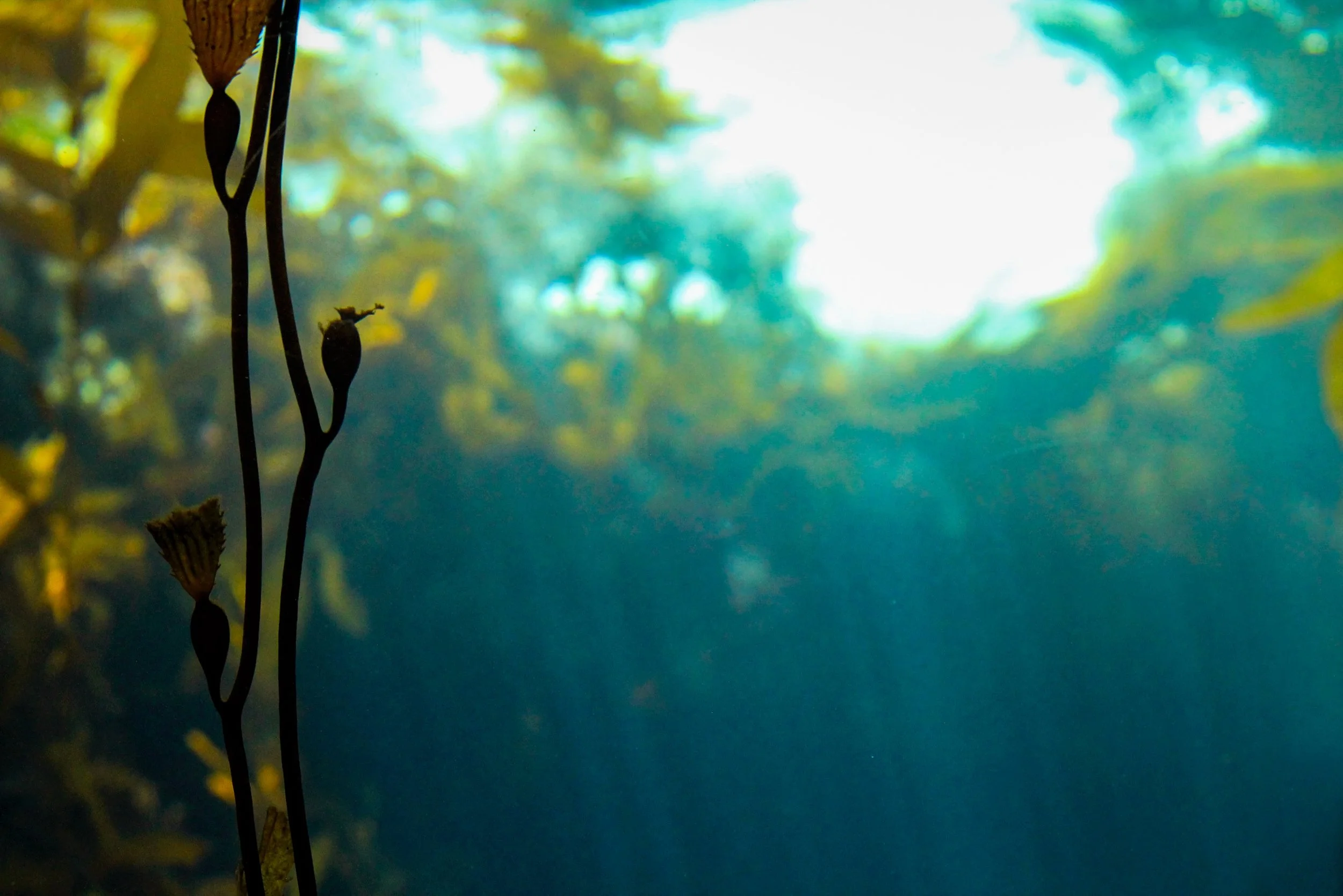 🌊🦦 sea otter nurseries 🌿🌊

#kelp #ocean #conservation #nature #montereybayaquarium 
@montereybayaquarium