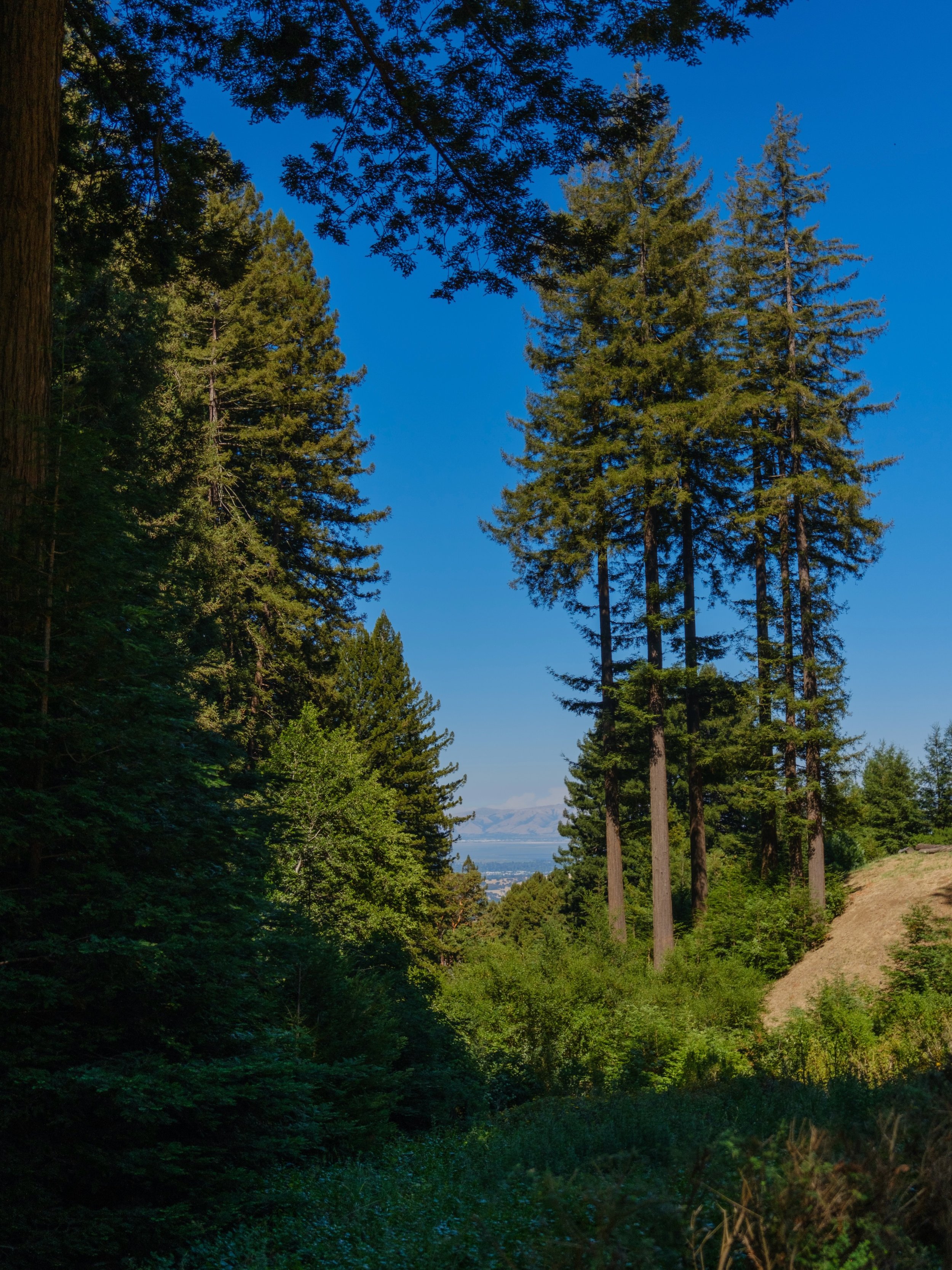 i&rsquo;m most fond of nature-based wedding venues that speak for themselves 🌲☀️🏞️

@mountainterrace 
#landscapephotography #redwoods #beautifulviews #naturephotography #bayareaweddingphotographer