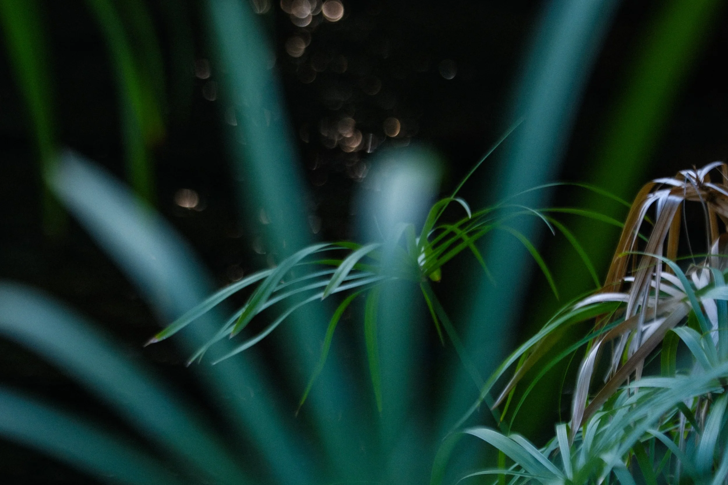 wild greenery lining Mzima Springs, home to nile crocodiles and hippos 🌱🐊🦛 Tsavo West National Park, Kenya, Africa

#safari #naturephotography #plants #wild #nature