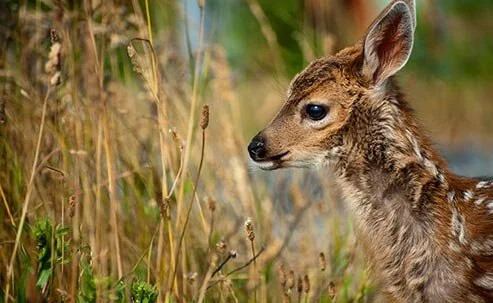 Lummi Island Wildlife