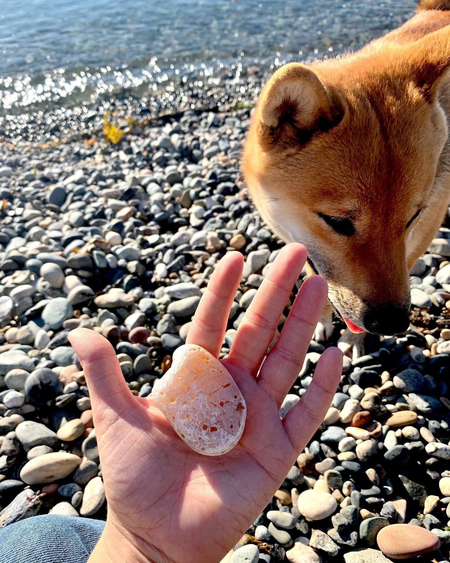 Swooning over this peach agate with our rockhound 🍑

#nature #photography #agate #rockhound #pnw #pacificnorthwest #naturephotography #love #travel #lummiisland #instagood #landscape #beautiful #naturelovers #picoftheday #art #photo  #wildlife #trav