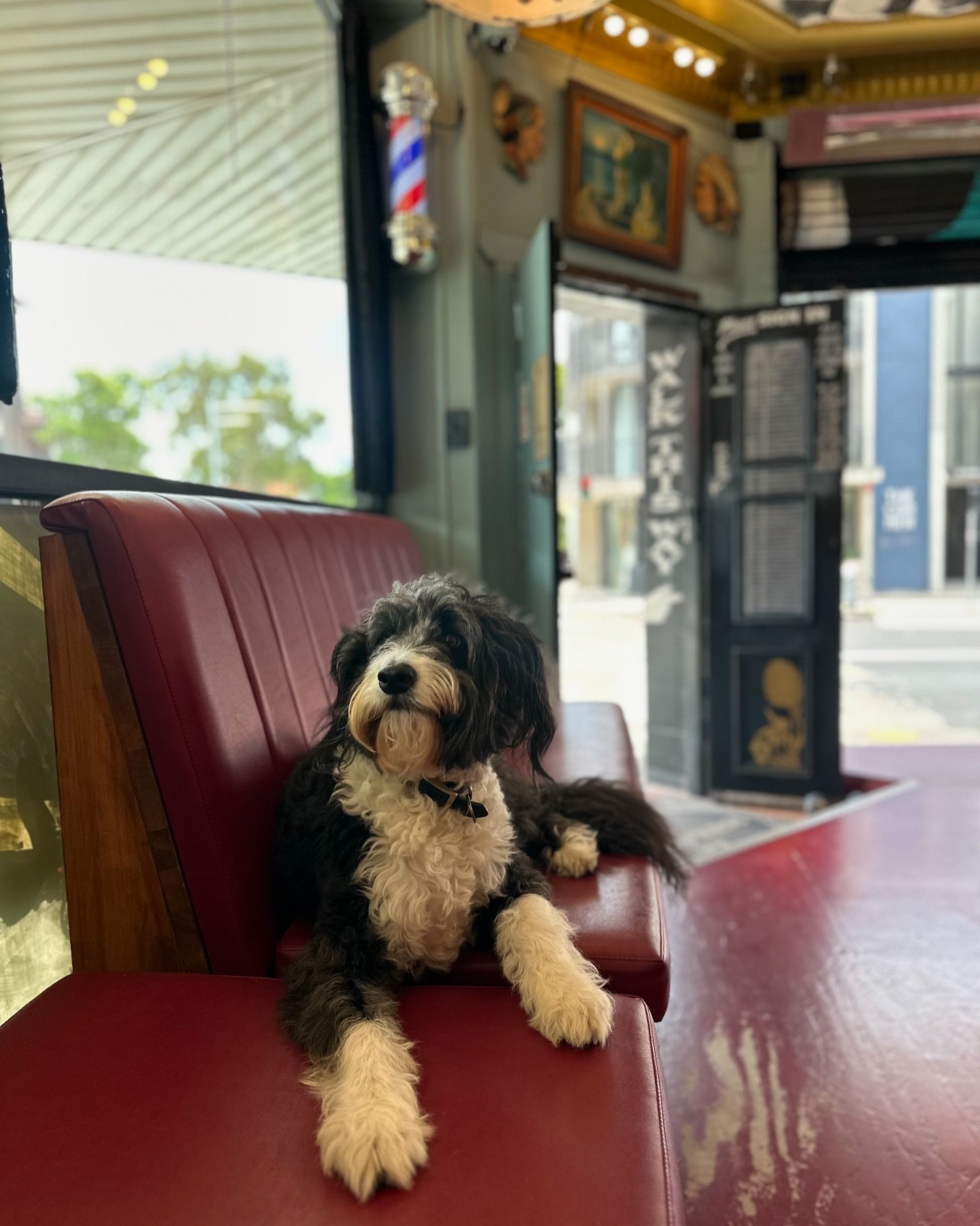 Barbershopdog @mickeybadlambs #barbershopdog #bondibarbercorner #bondibarber #bondibeach #walkins #cornershop