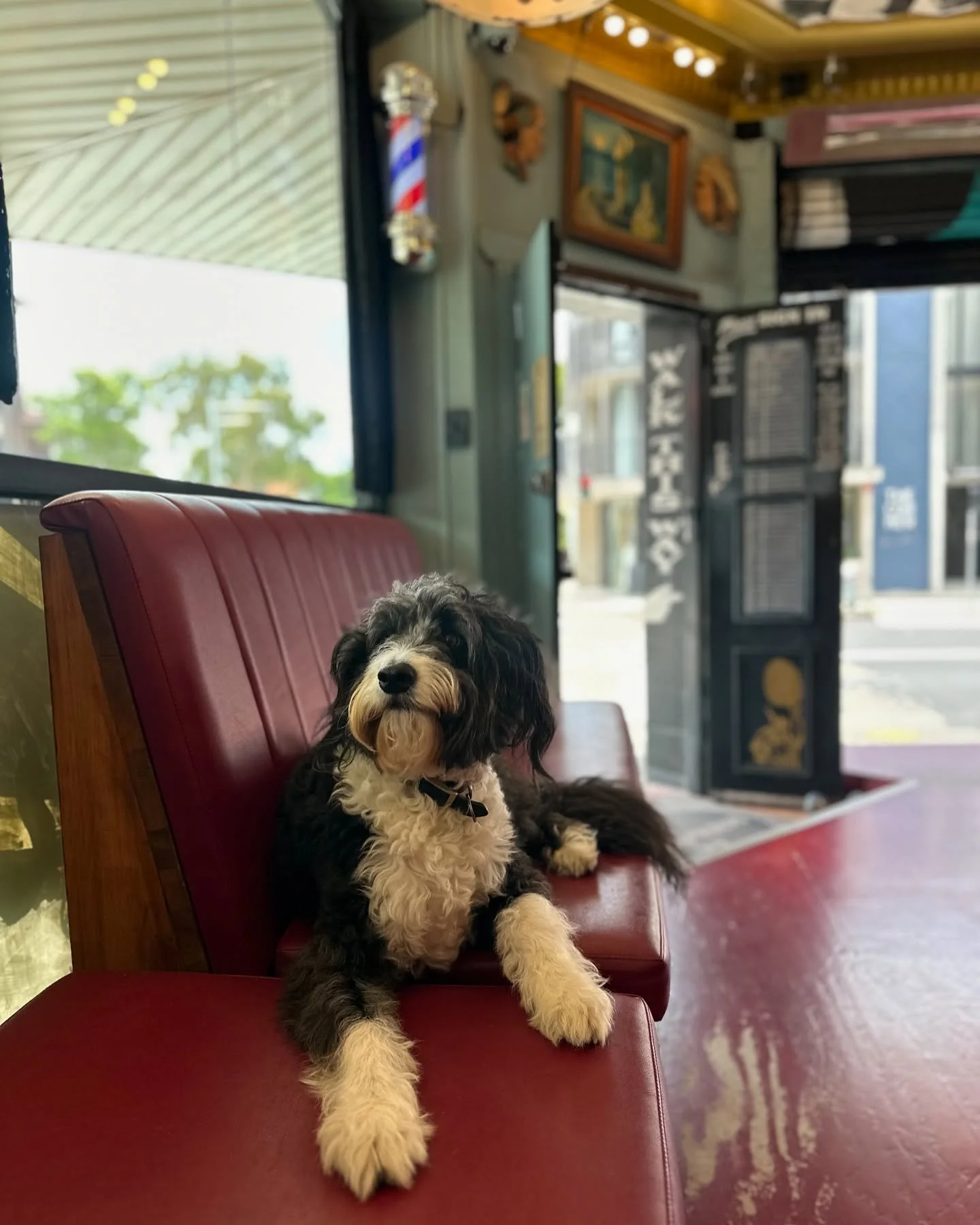 Barbershopdog @mickeybadlambs #barbershopdog #bondibarbercorner #bondibarber #bondibeach #walkins #cornershop