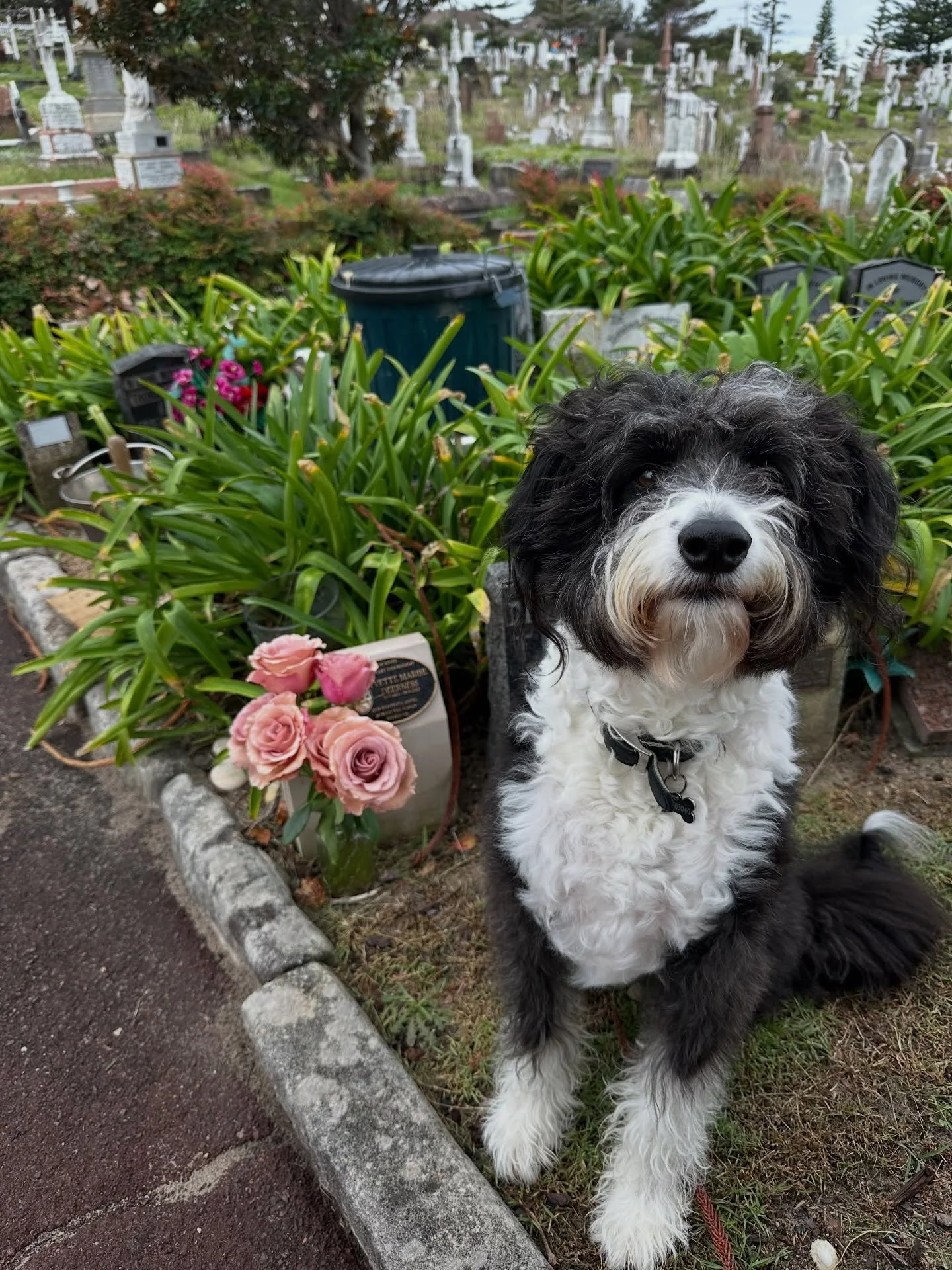 What a beautiful day remembering Yvette @mickeybadlambs has his own ideas @mamabadlambs @binamellis @romanmellis Waverley Cemetery &amp; Little Bay