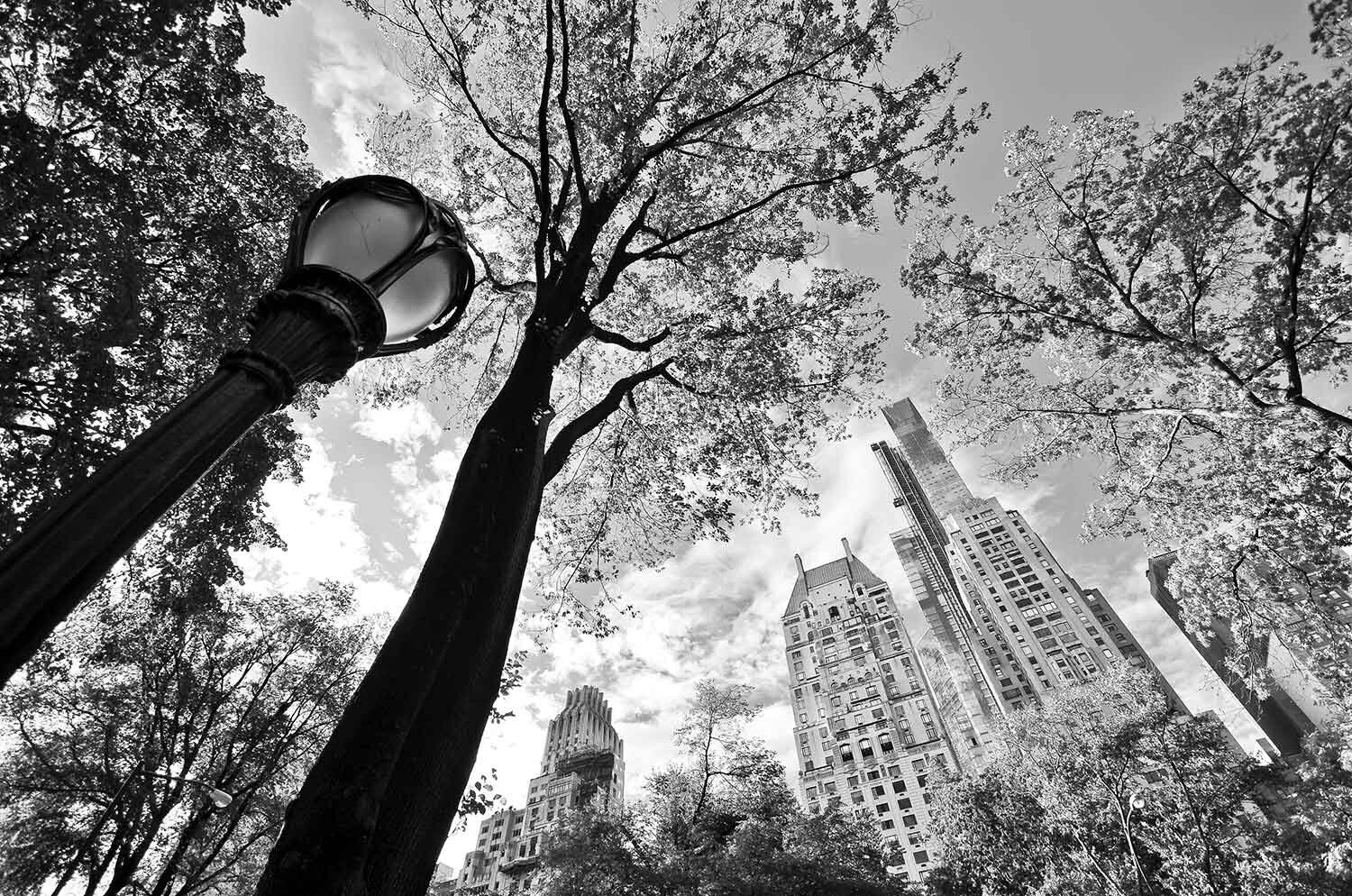 Black and white image of NYC streetlight, trees, and buildings