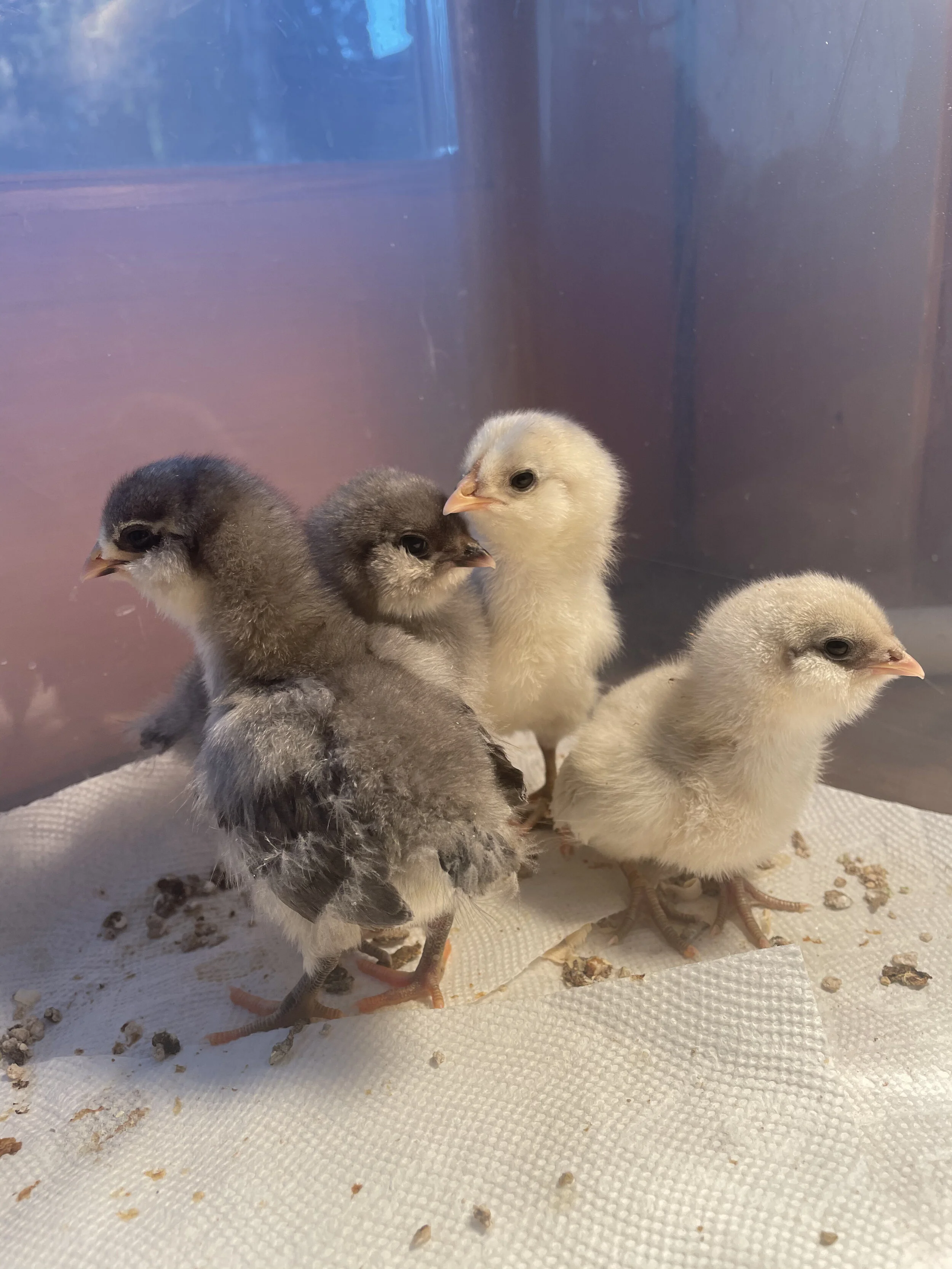 Take Time to Stop and Hold the Chickens