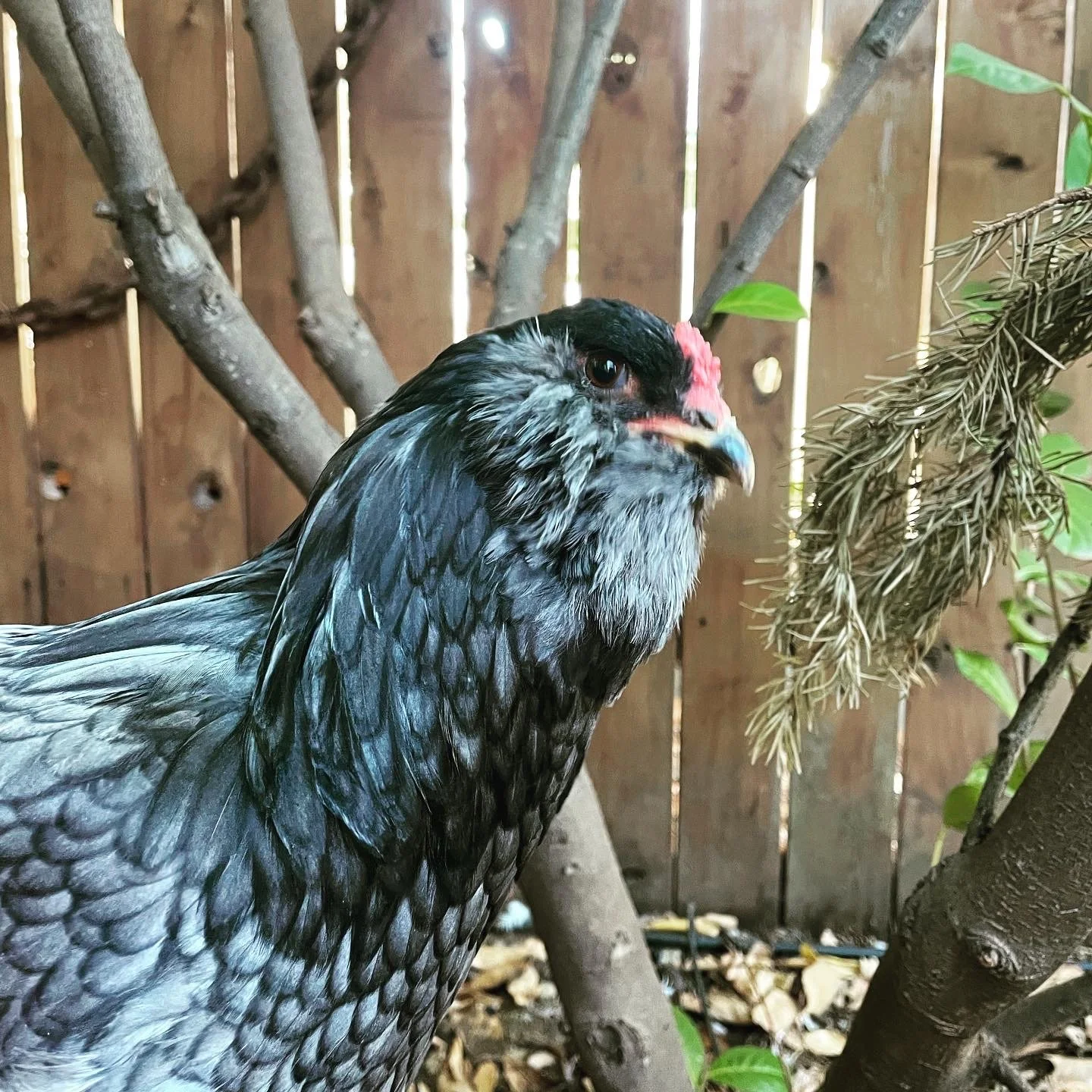 Forget about the egg