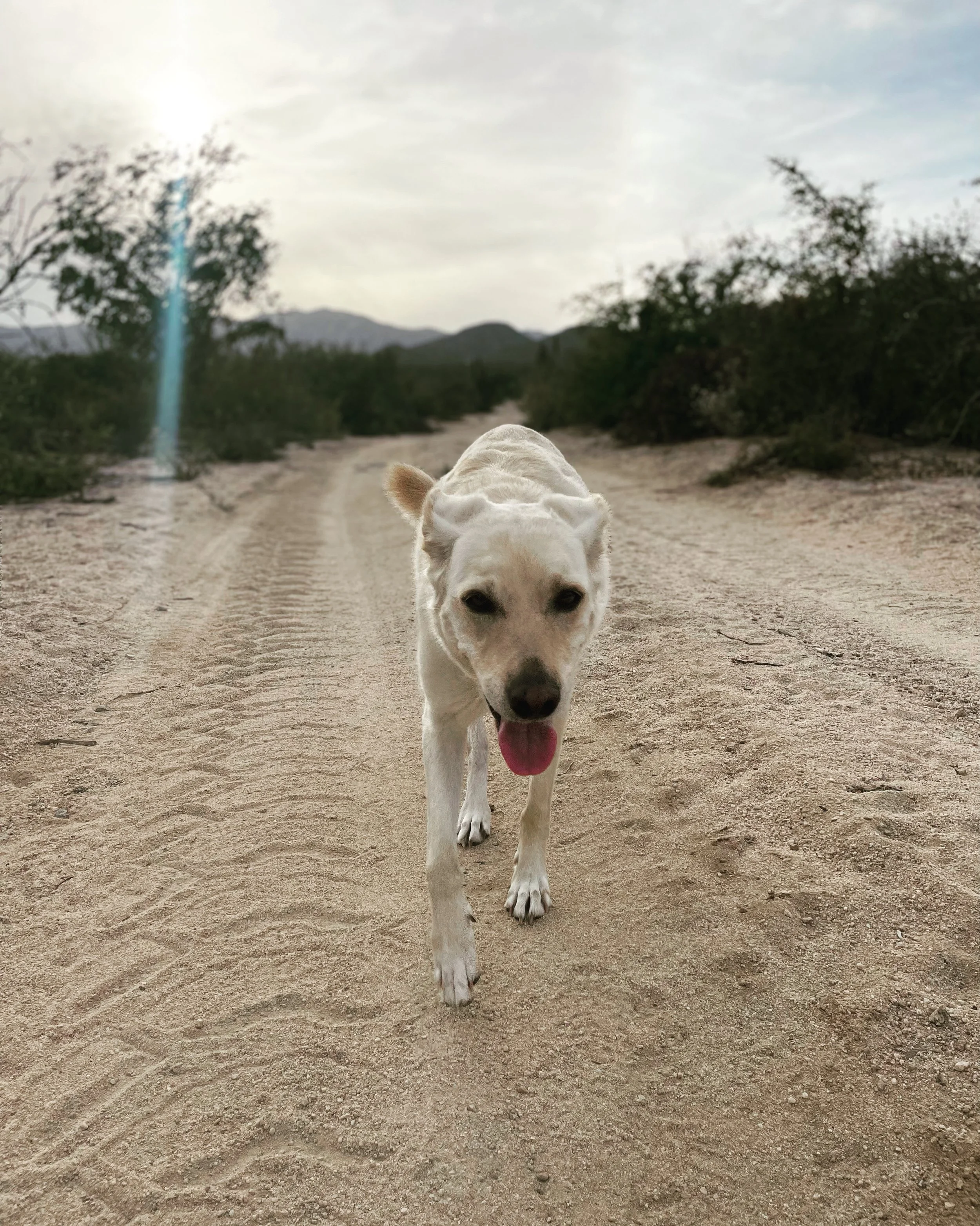 Days of Anticipation