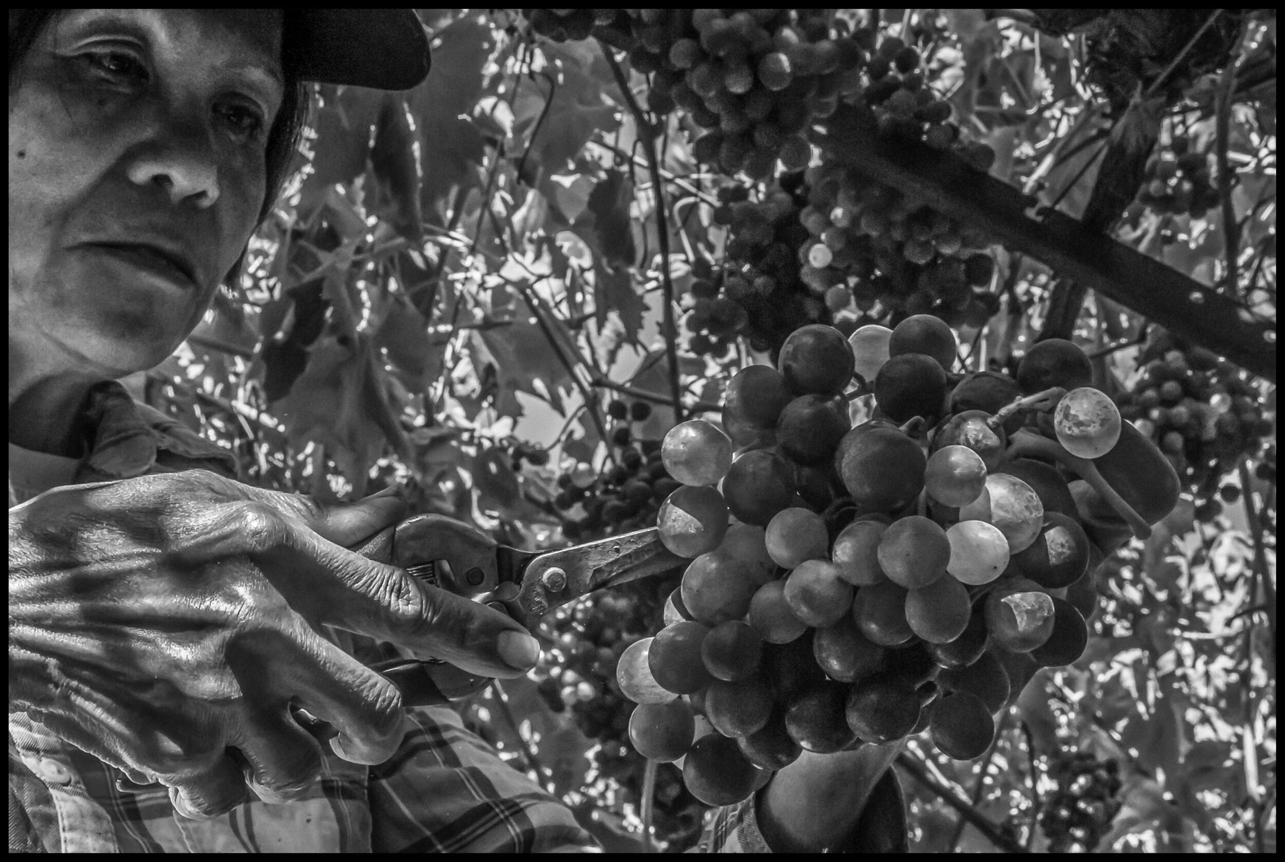 A vineyard in California’s San Joaquin Valley. Annie Domingo came from Laoag, in Ilocos Norte province of the Philippines, 43 years ago.