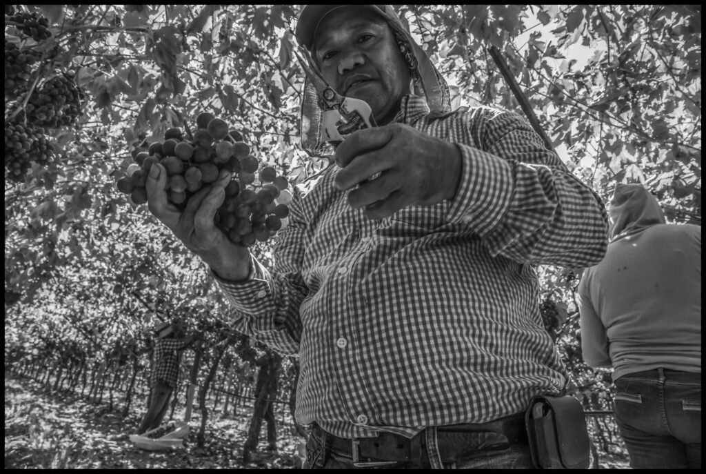 Robinson Cadiz, another immigrant from Laoag, picks bad grapes out of the bunch