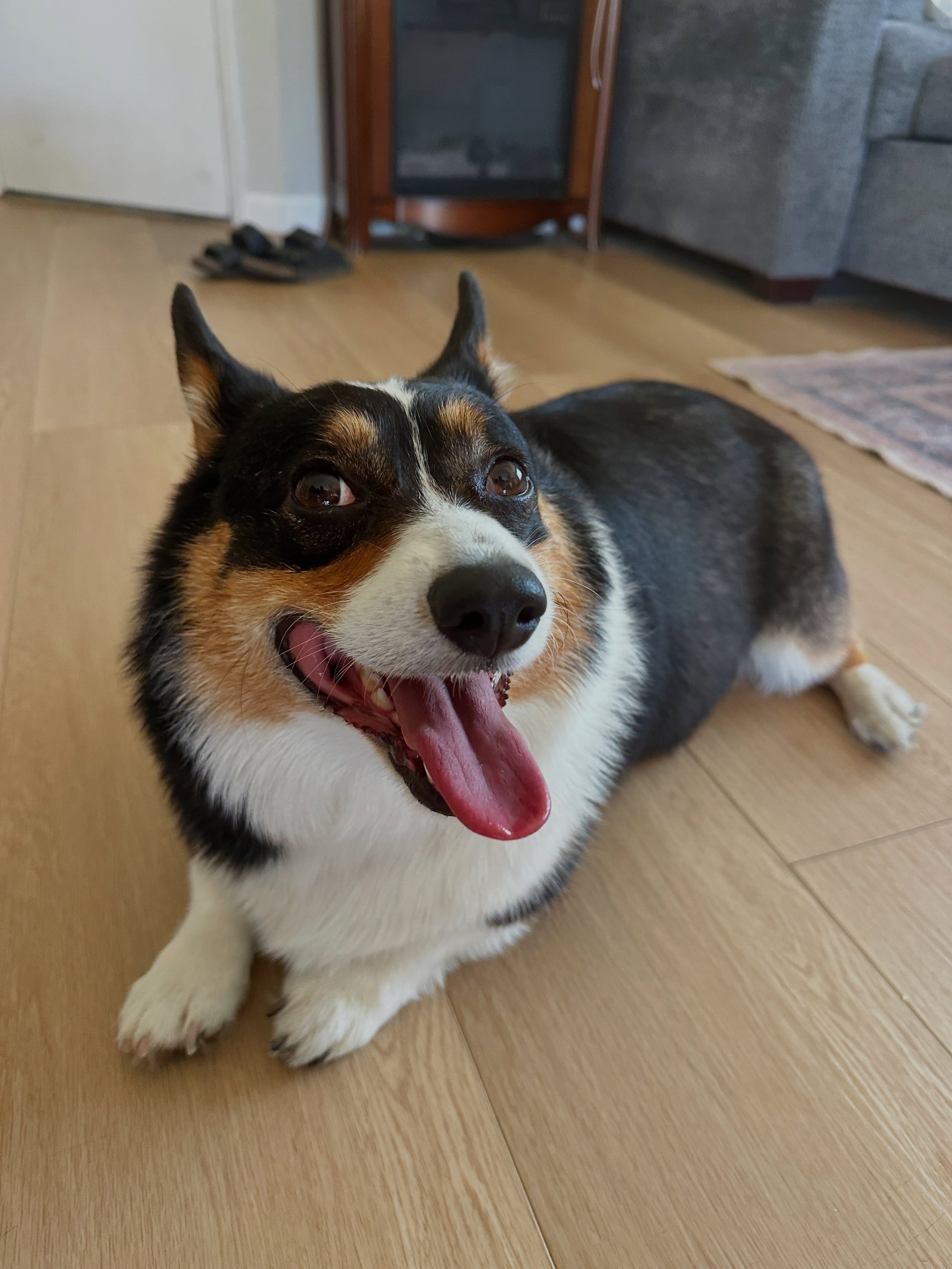 6 years of this chunky little loaf 🥹🐾 happy birthday Bruce!! 🥳